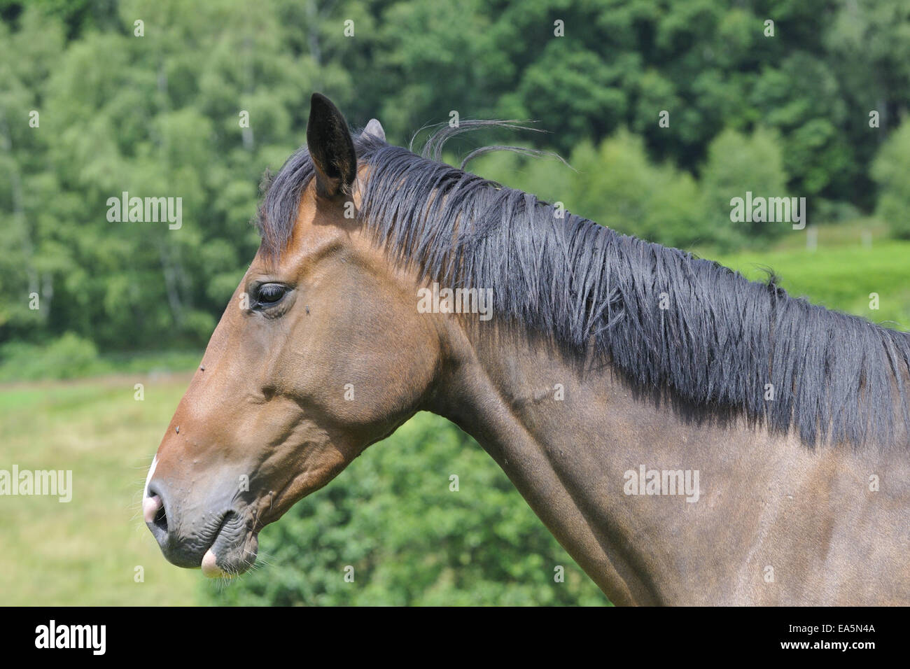 Natur horse hi-res stock photography and images - Alamy