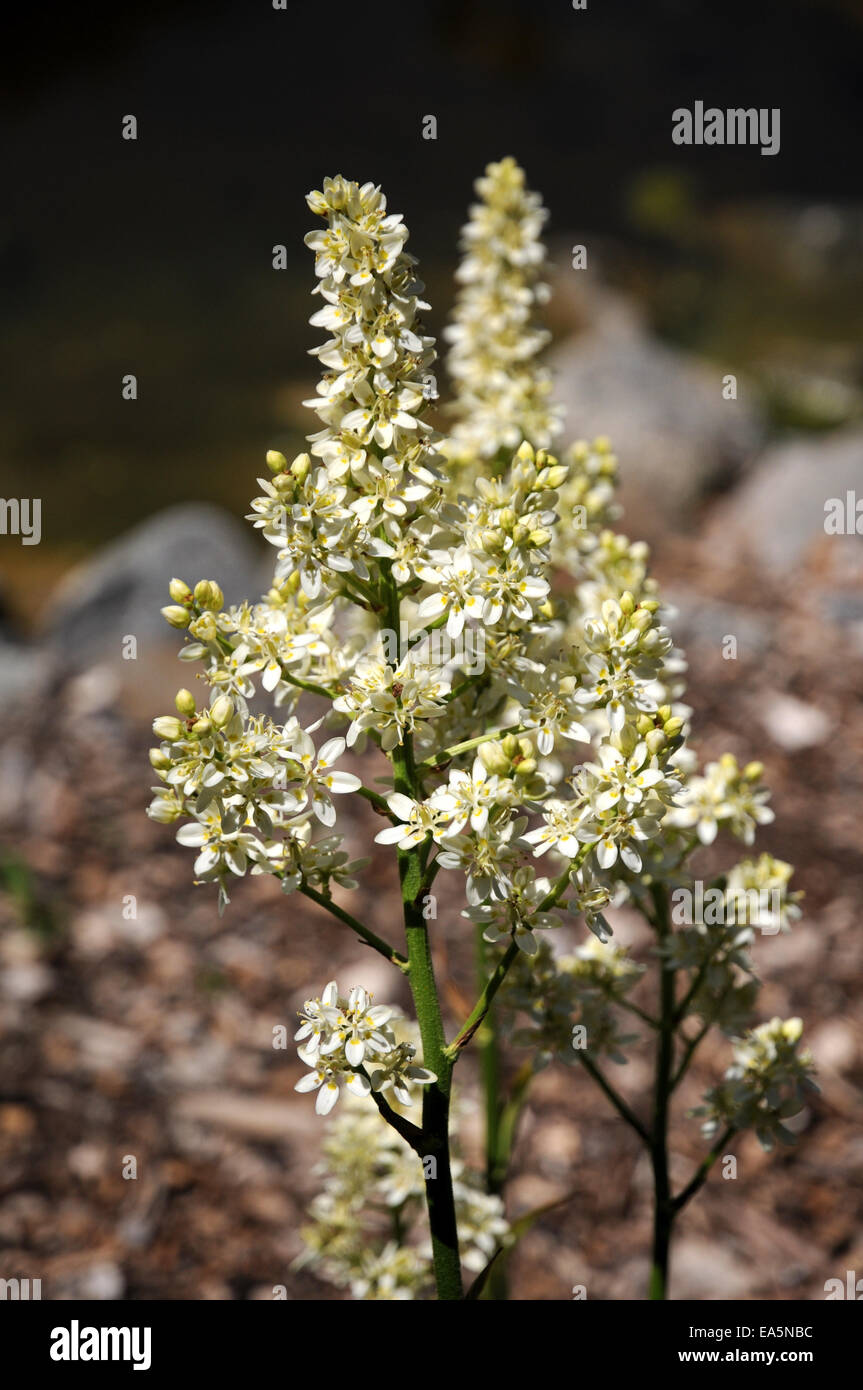 Virginian bunchflower Stock Photo