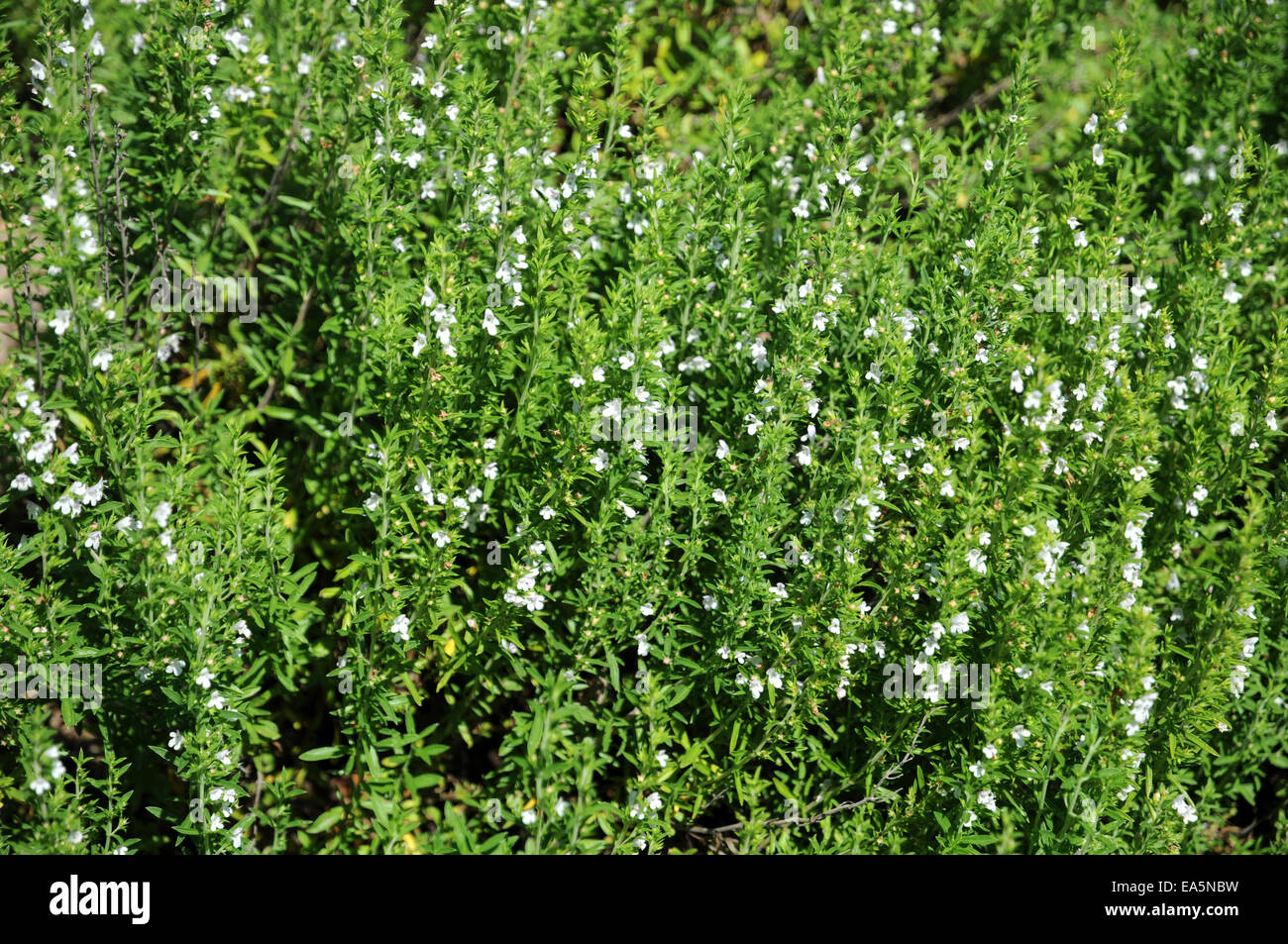 Summer savory Stock Photo