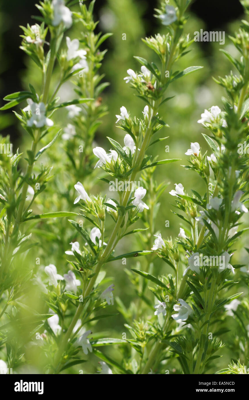 Summer savory Stock Photo