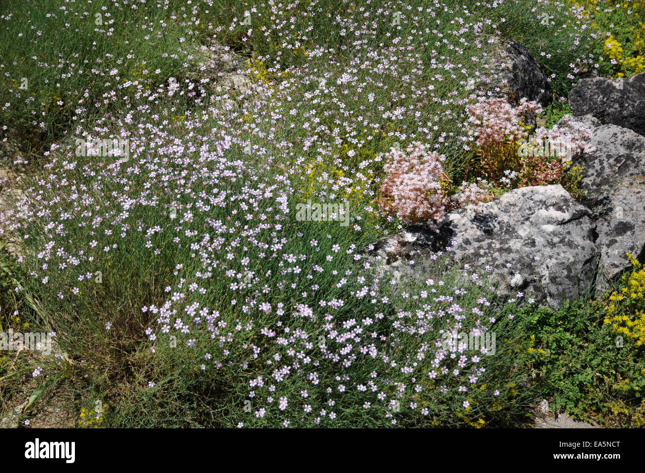 Tunic-flower Stock Photo