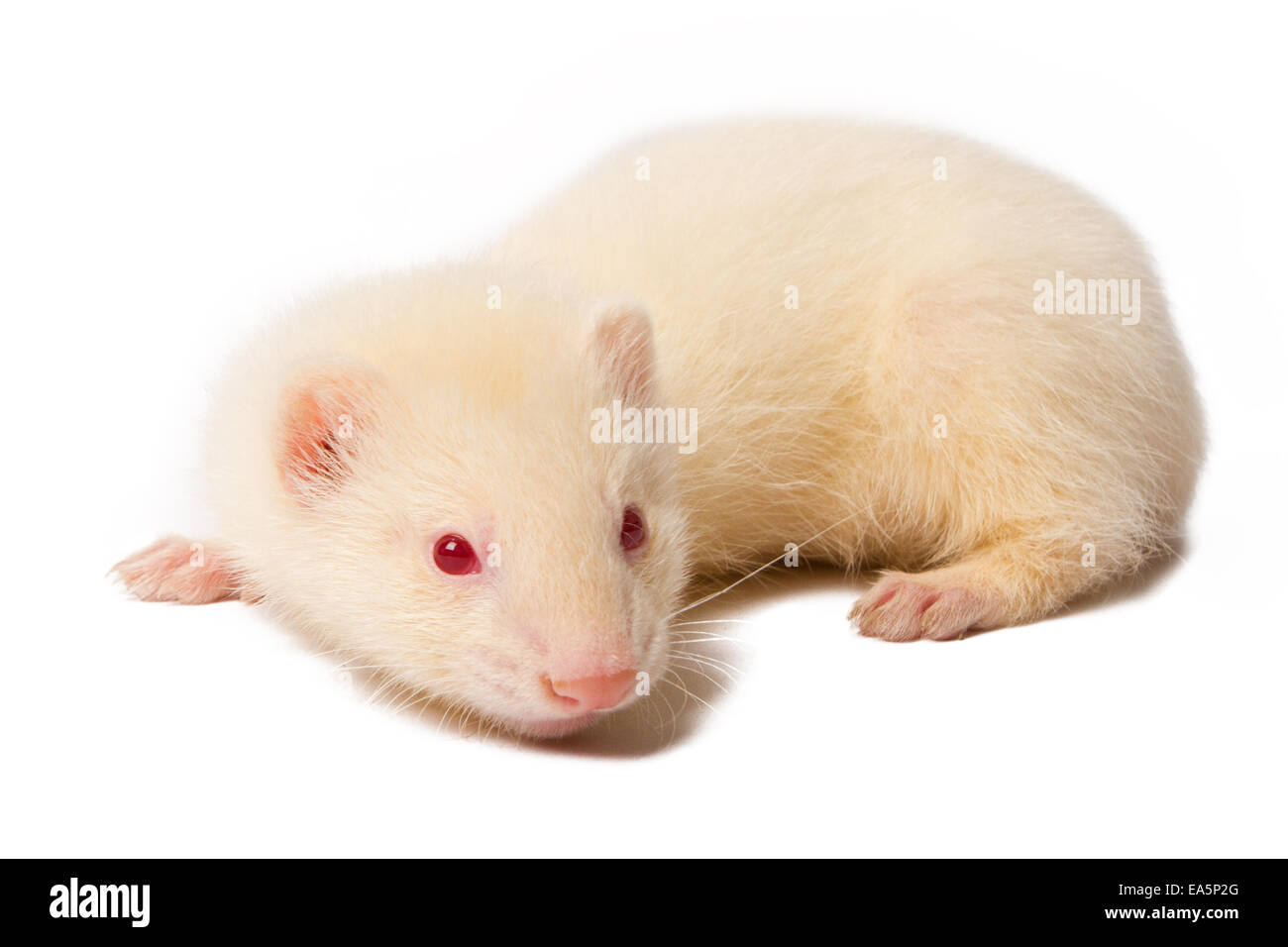 Full albino hi-res stock photography and images - Alamy
