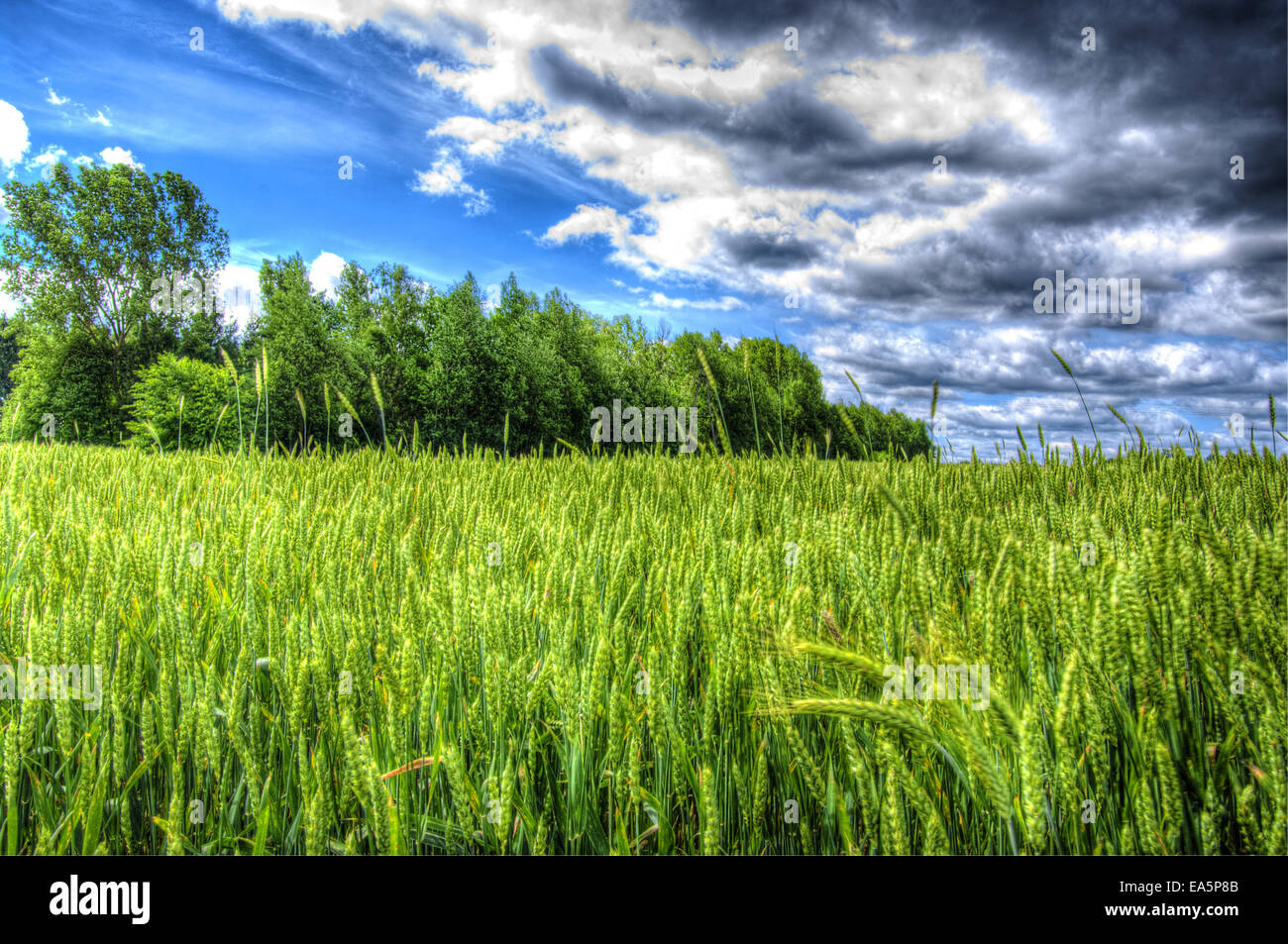 Rye landscape hi-res stock photography and images - Alamy