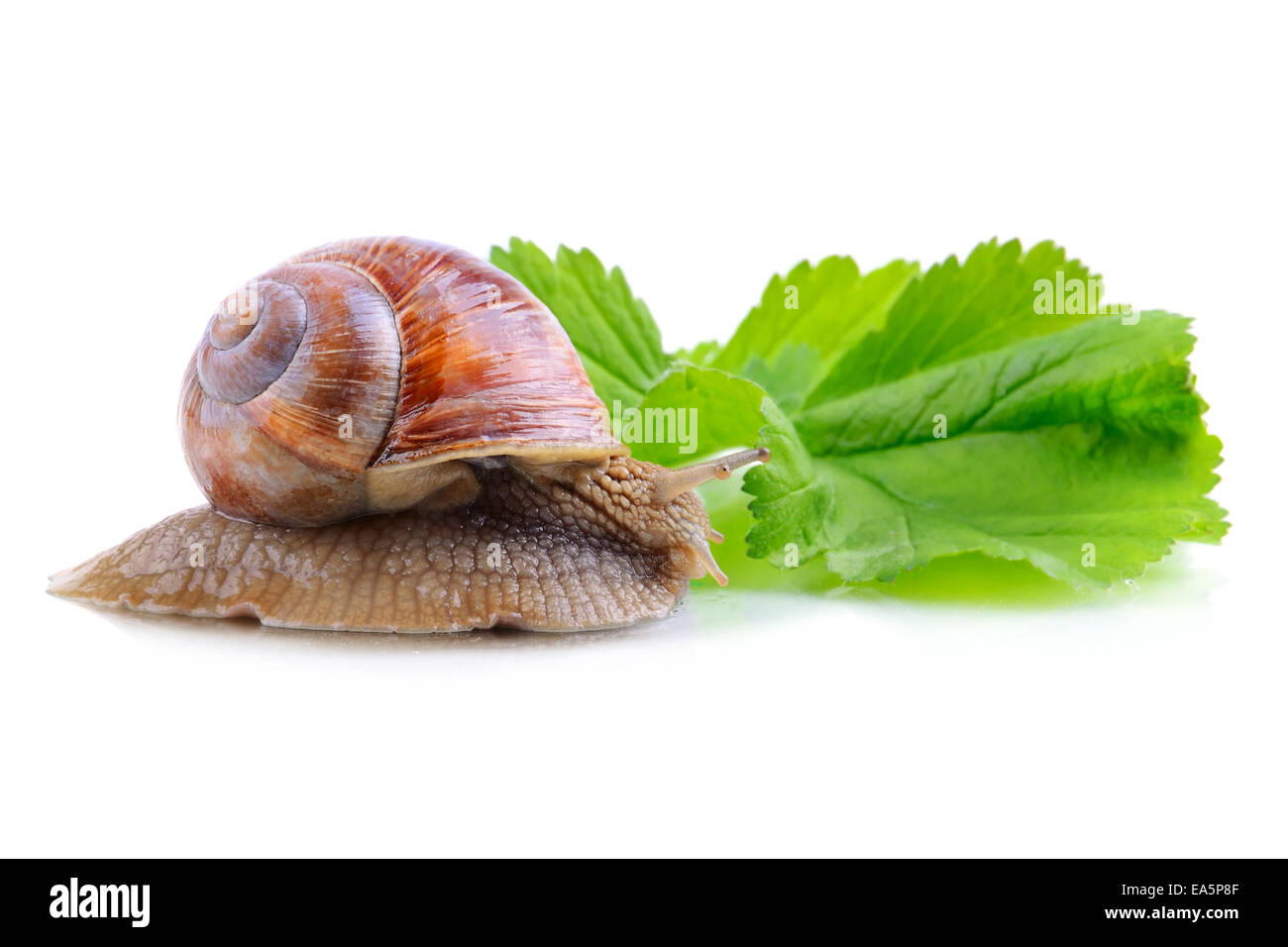 Snail on green leaf Stock Photo - Alamy