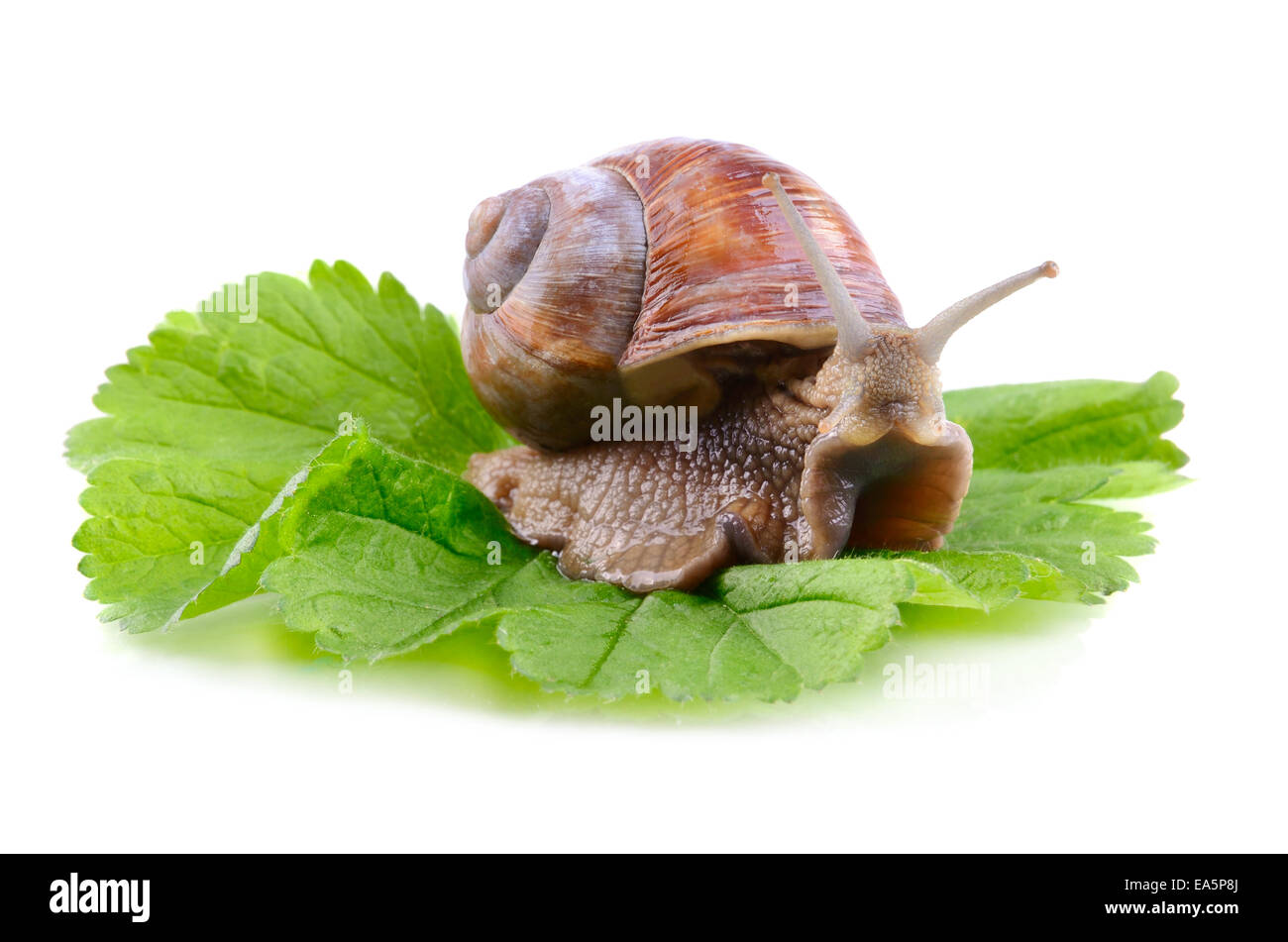 Big garden snail Stock Photo Alamy