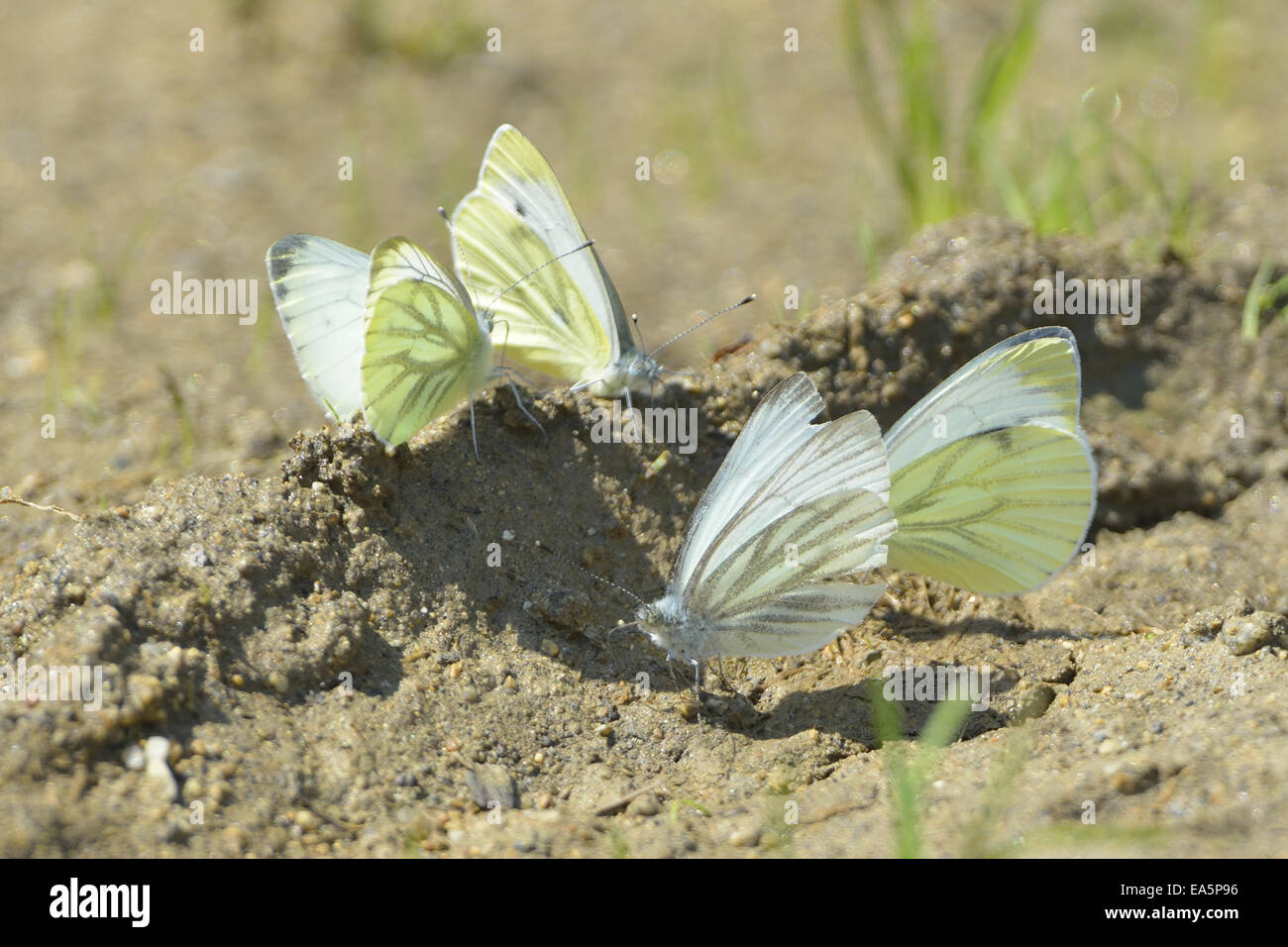 Green-veined white Stock Photo