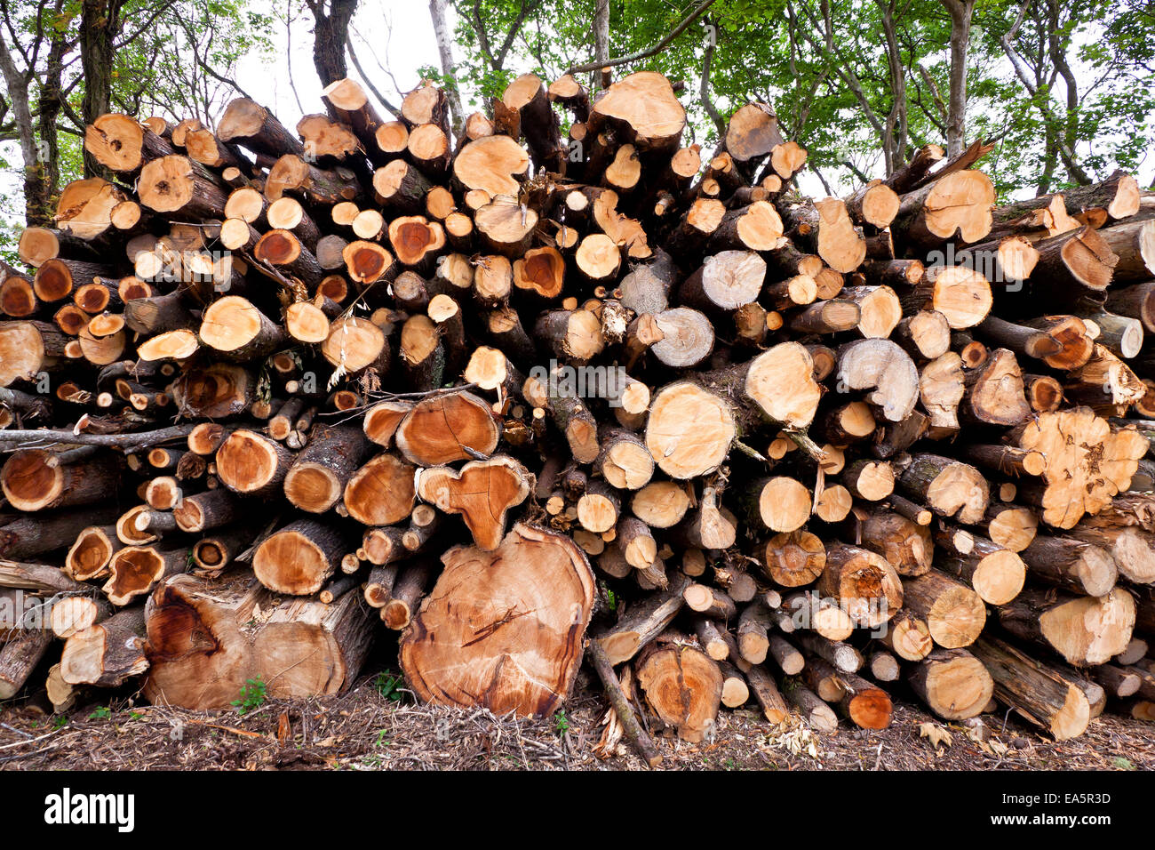 Pile of raw pine wood logs in the forest Stock Photo