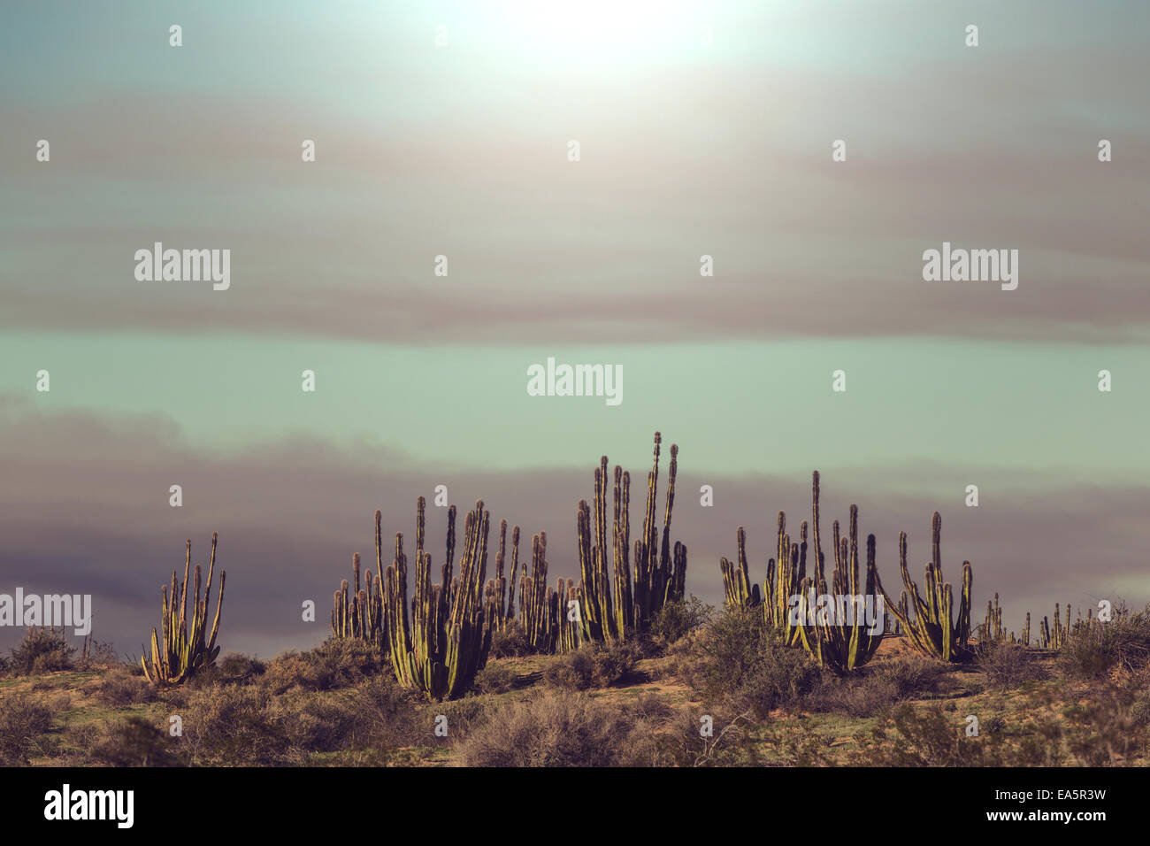 Cactus in Mexico Stock Photo Alamy