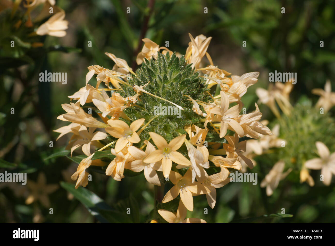 Grand colommia Stock Photo