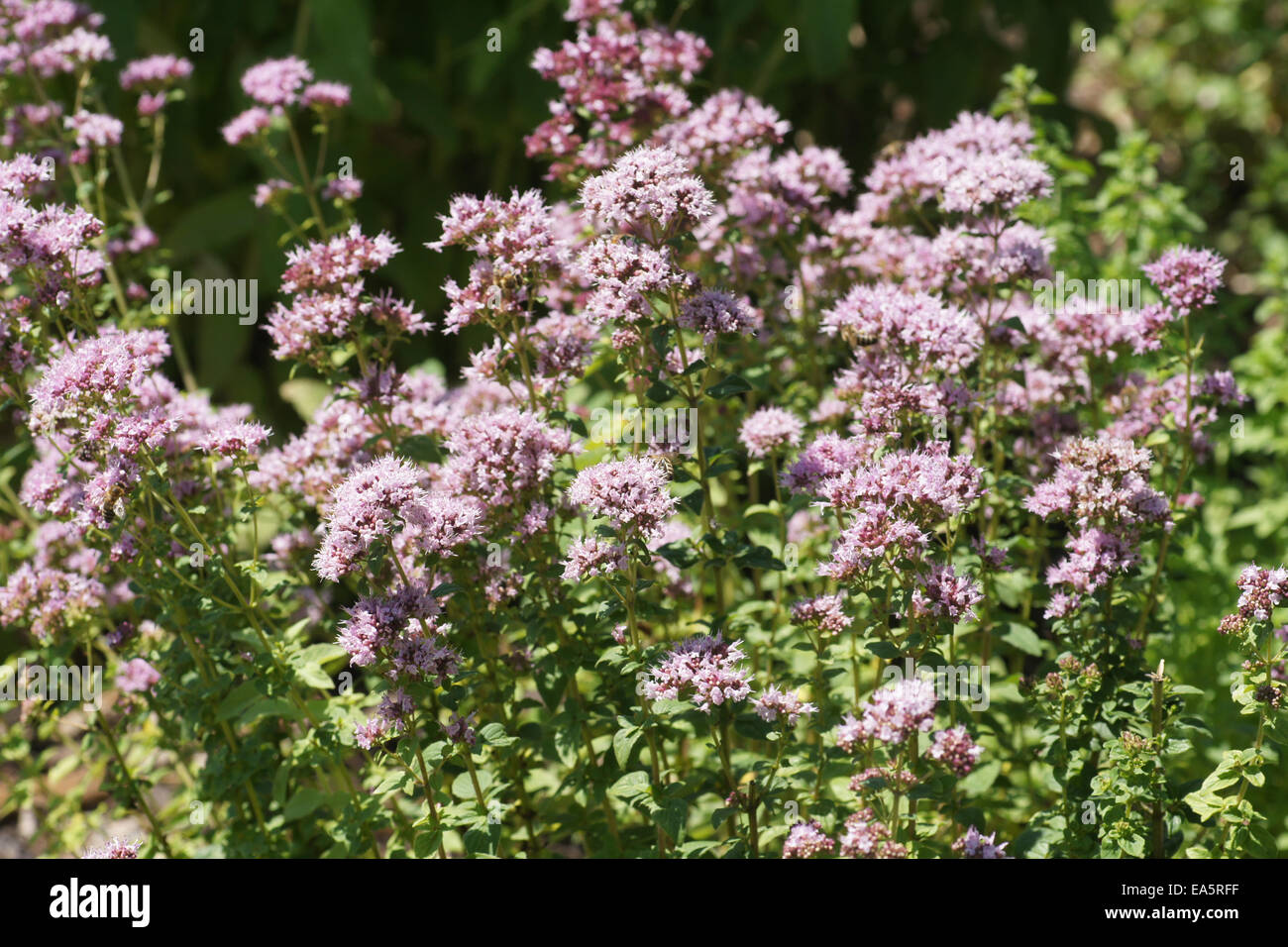 Majoran garten hires stock photography and images Alamy