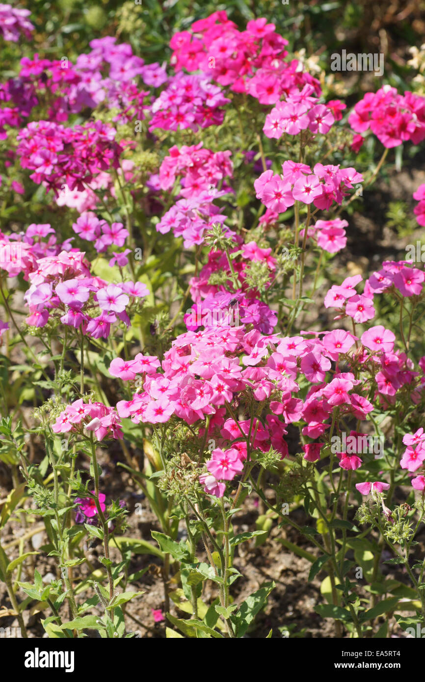 Annual phlox phlox drummondii hires stock photography and images Alamy