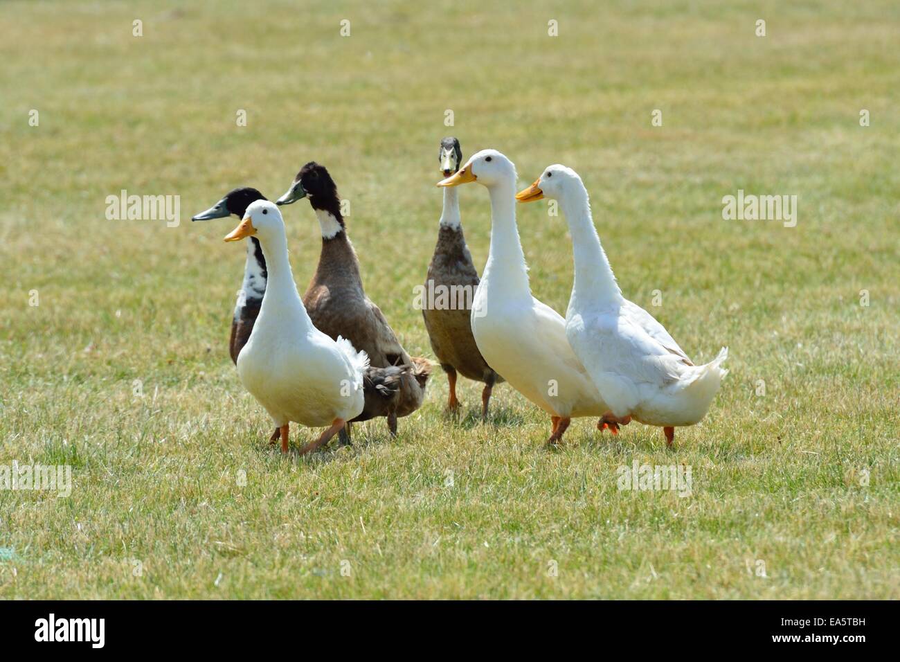 Small group ducks Stock Photo