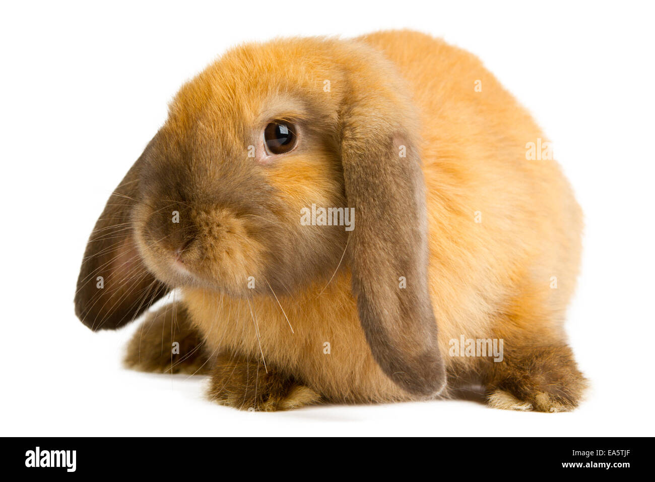 Orange ear Cut Out Stock Images & Pictures - Alamy