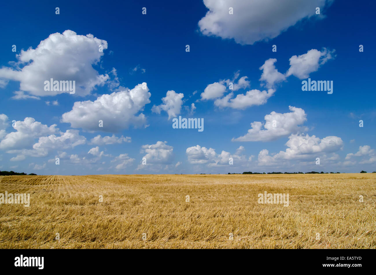 harvest ready farm field with blue sky Stock Photo - Alamy