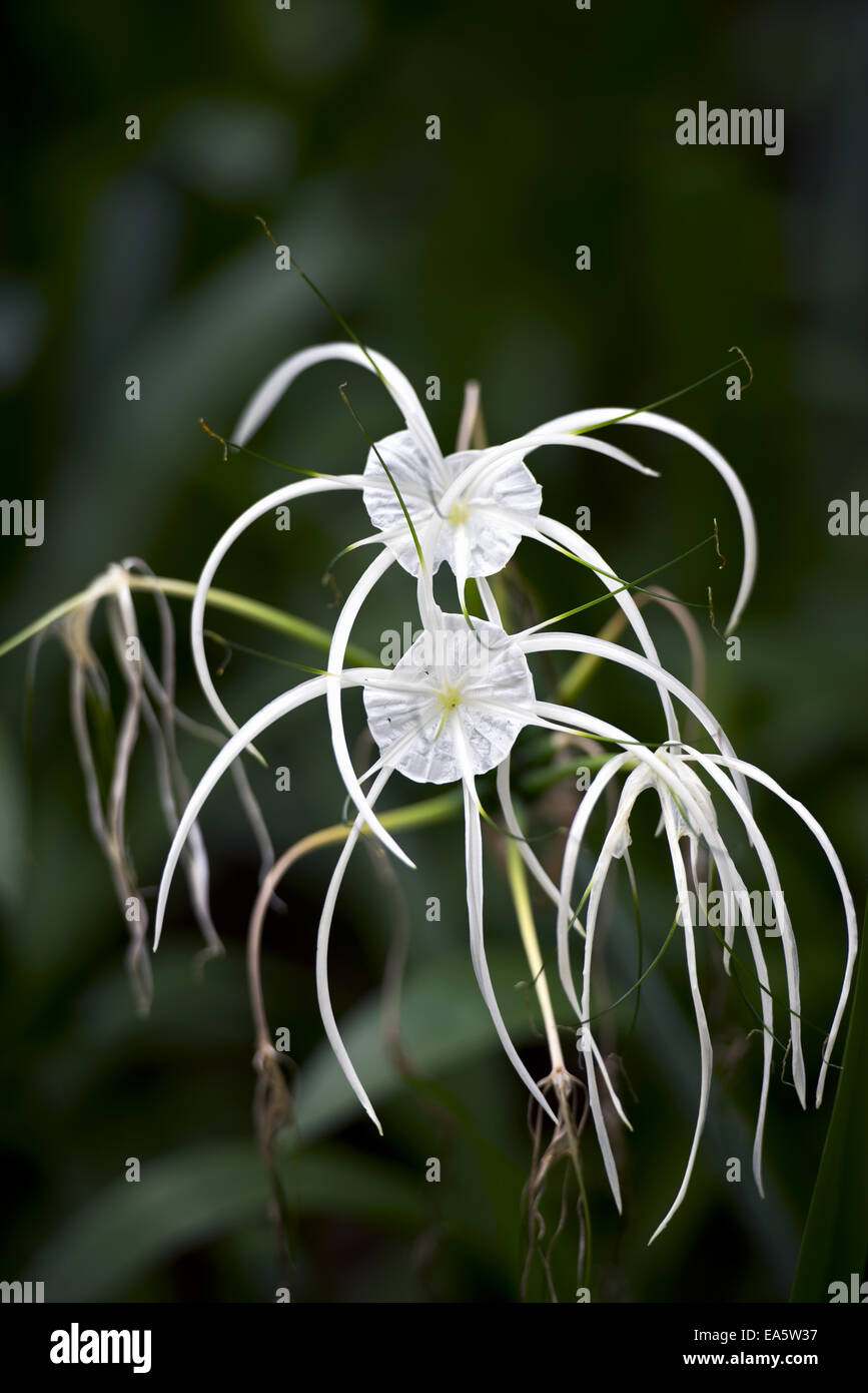 Spider lily (Hymenocallis sp.) Stock Photo