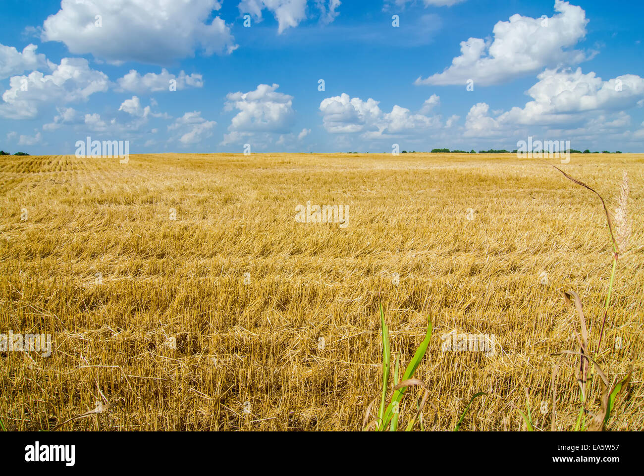 harvest ready farm field with blue sky Stock Photo - Alamy