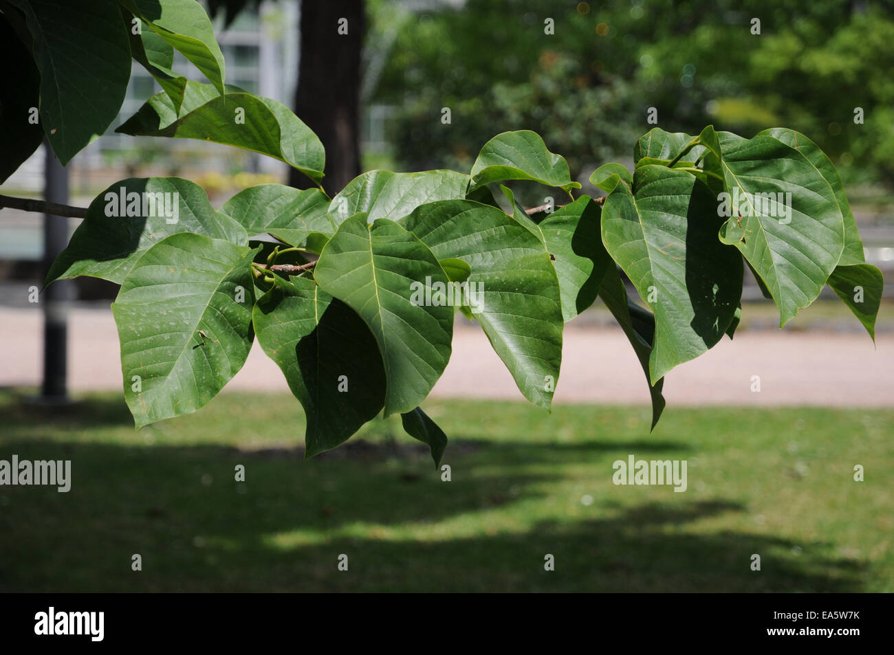 Cucumber tree hires stock photography and images Alamy