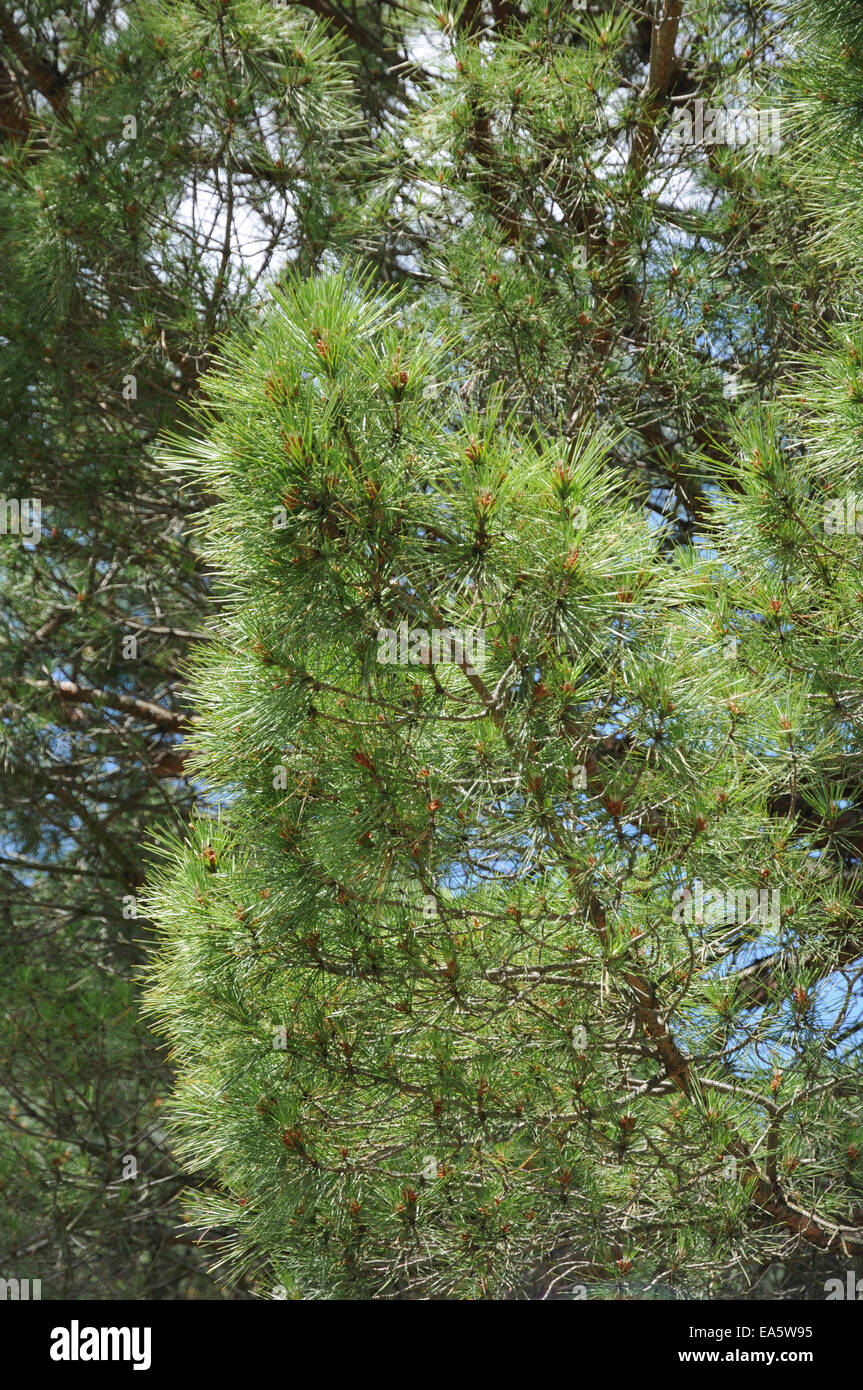 Umbrella pine tree cone hi-res stock photography and images - Alamy