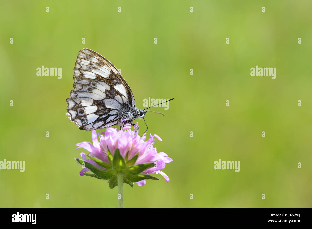 Marbled White Stock Photo