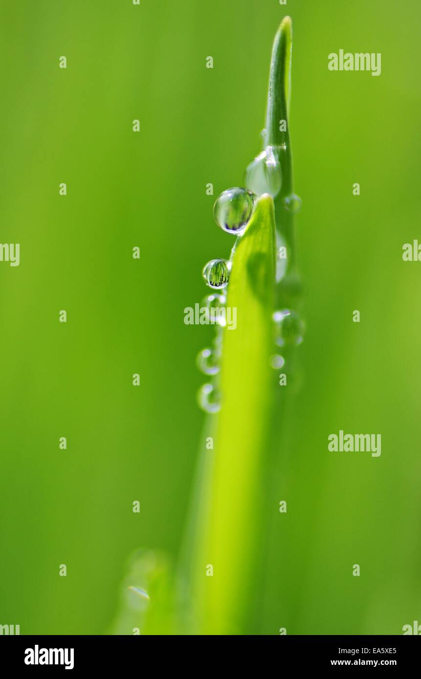 Raindrops Stock Photo