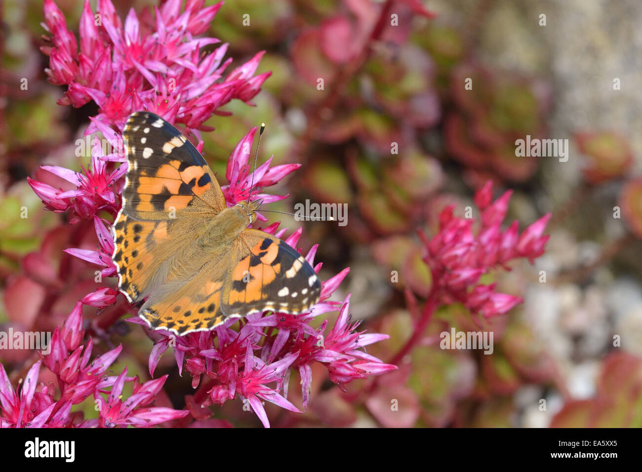 Painted Lady Stock Photo