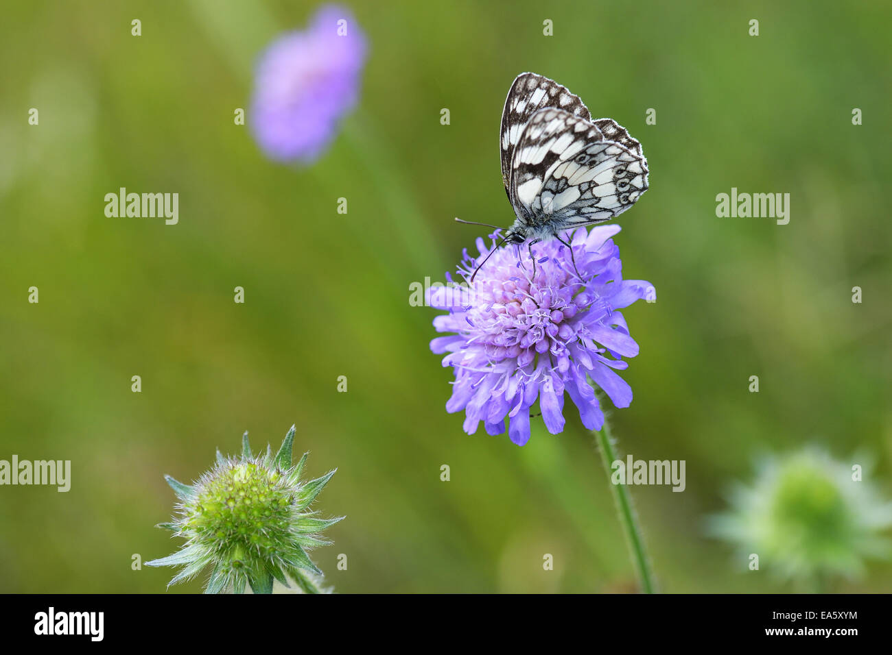 Marbled White Stock Photo