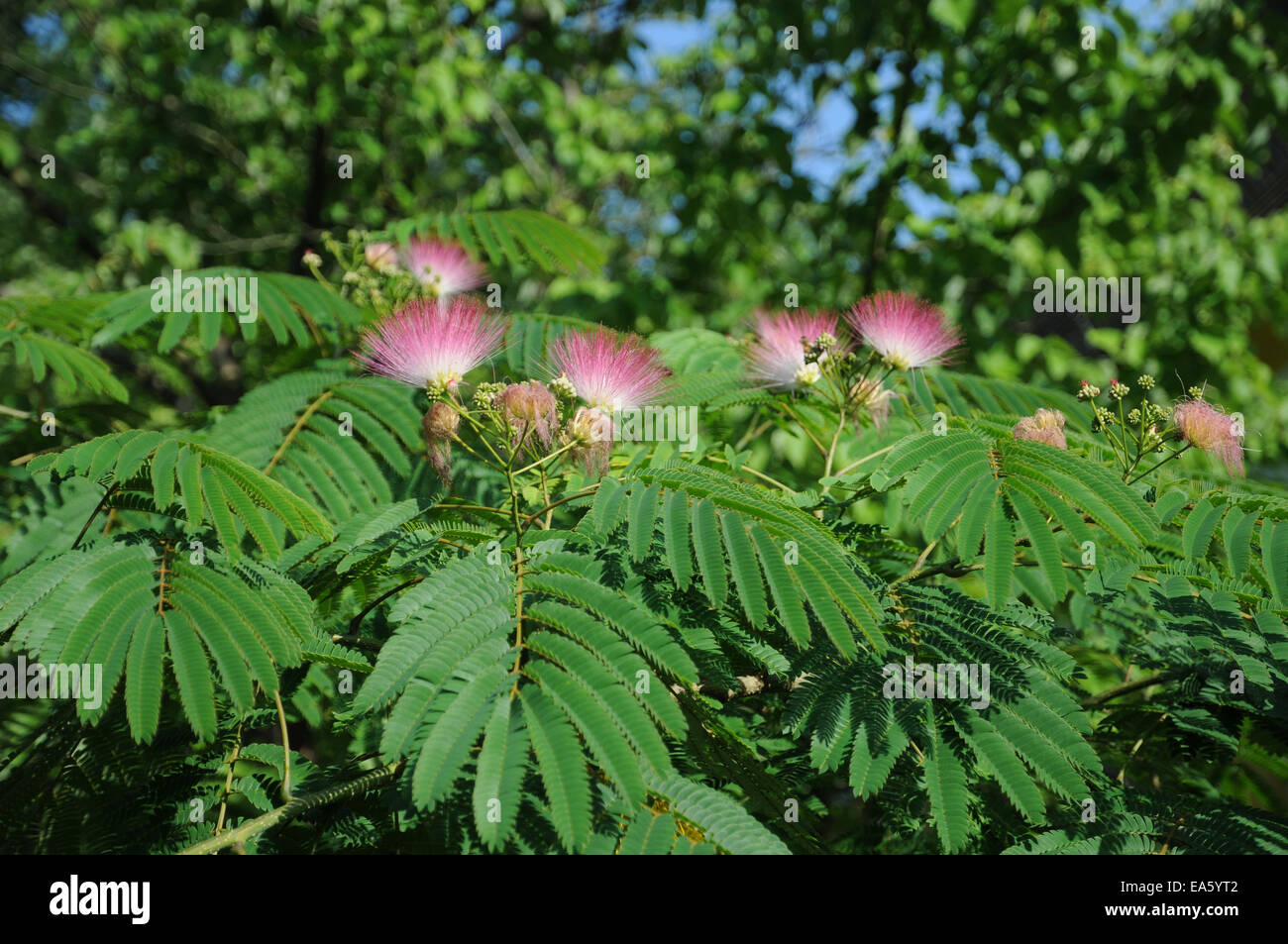 Silk tree Stock Photo