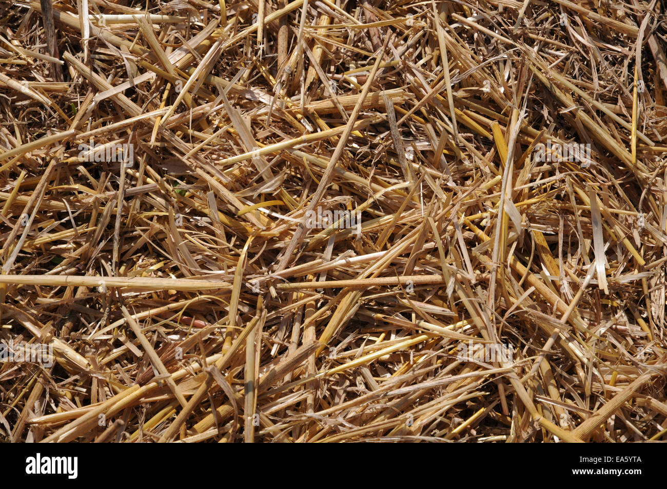 Barley straw hires stock photography and images Alamy