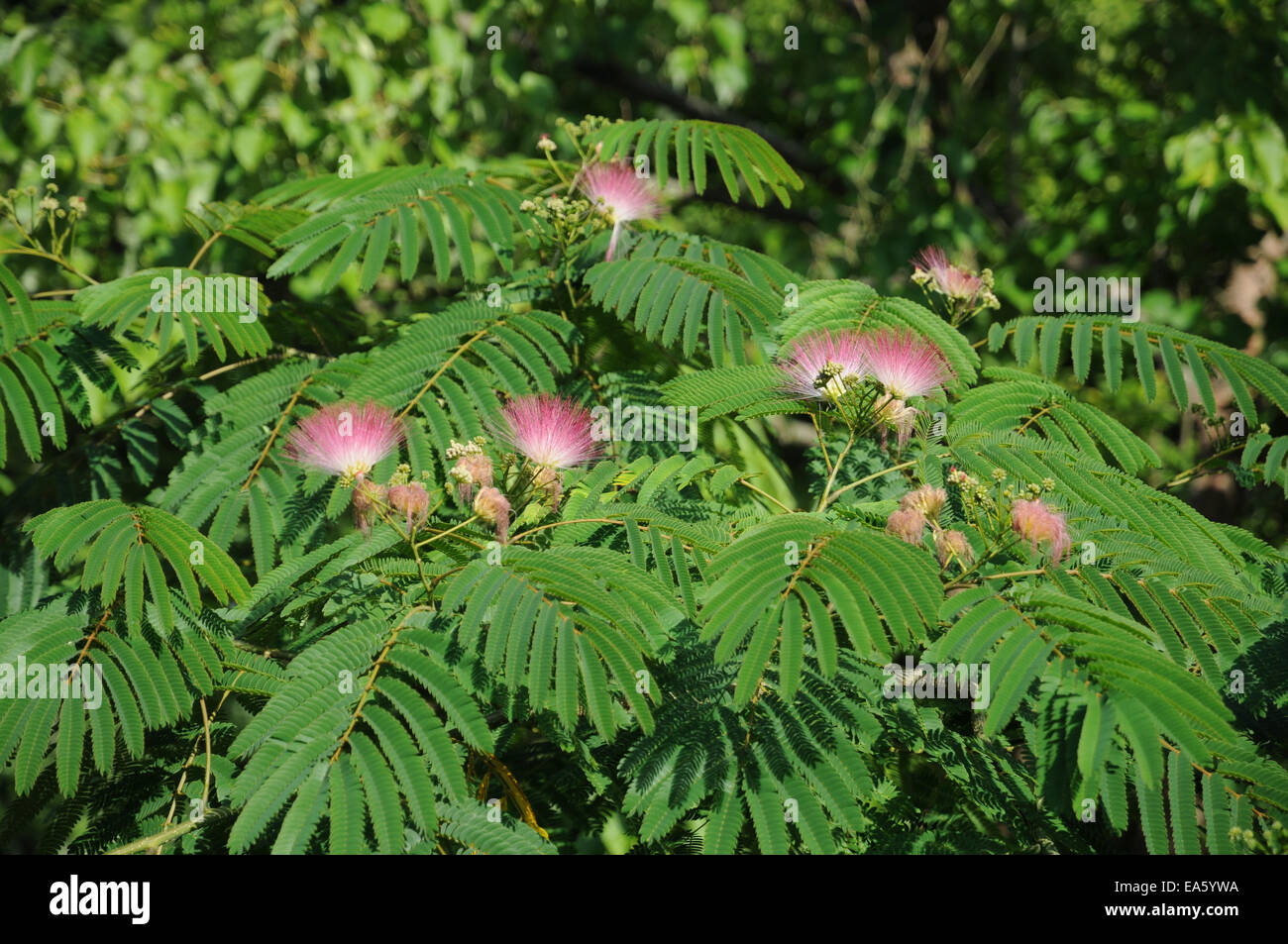 Silk tree hires stock photography and images Alamy