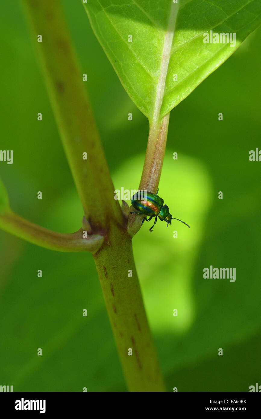 Shiny small bug Stock Photo