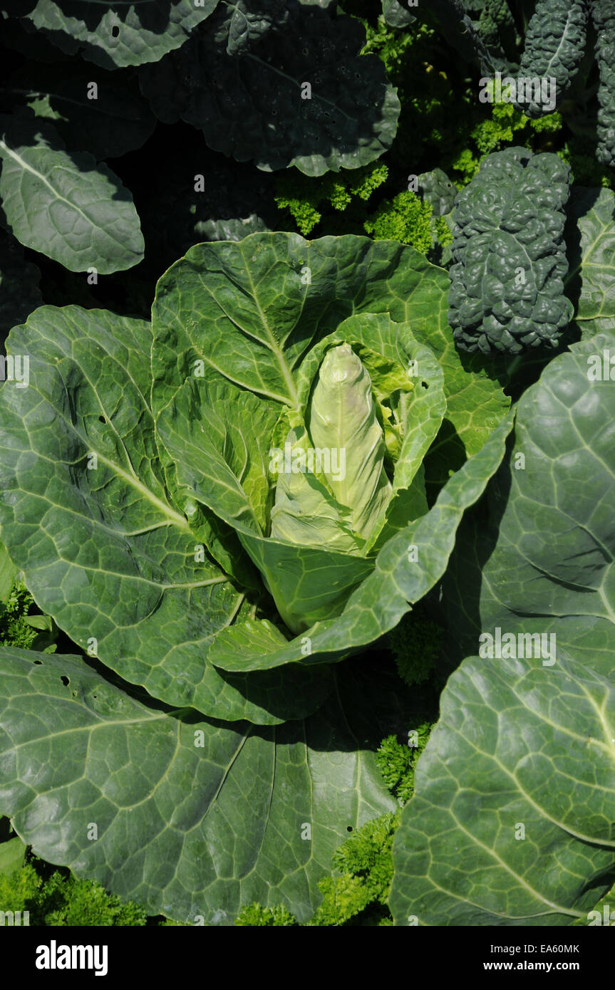 Cabbage Stock Photo Alamy