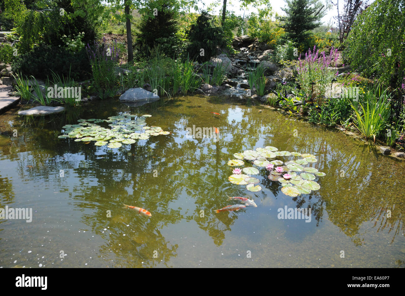 Koi-pond Stock Photo