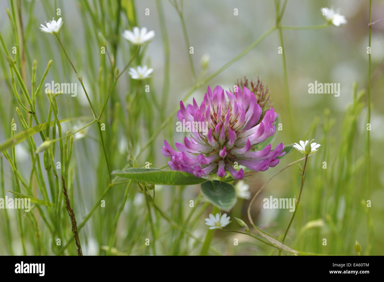 Red Clover Stock Photo