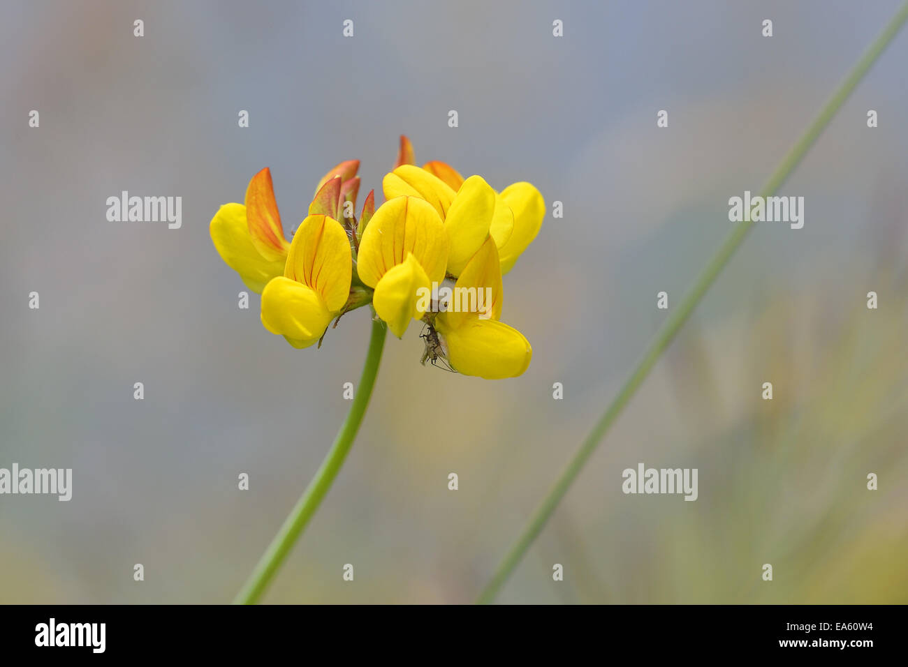 Bird's-foot trefoil Stock Photo