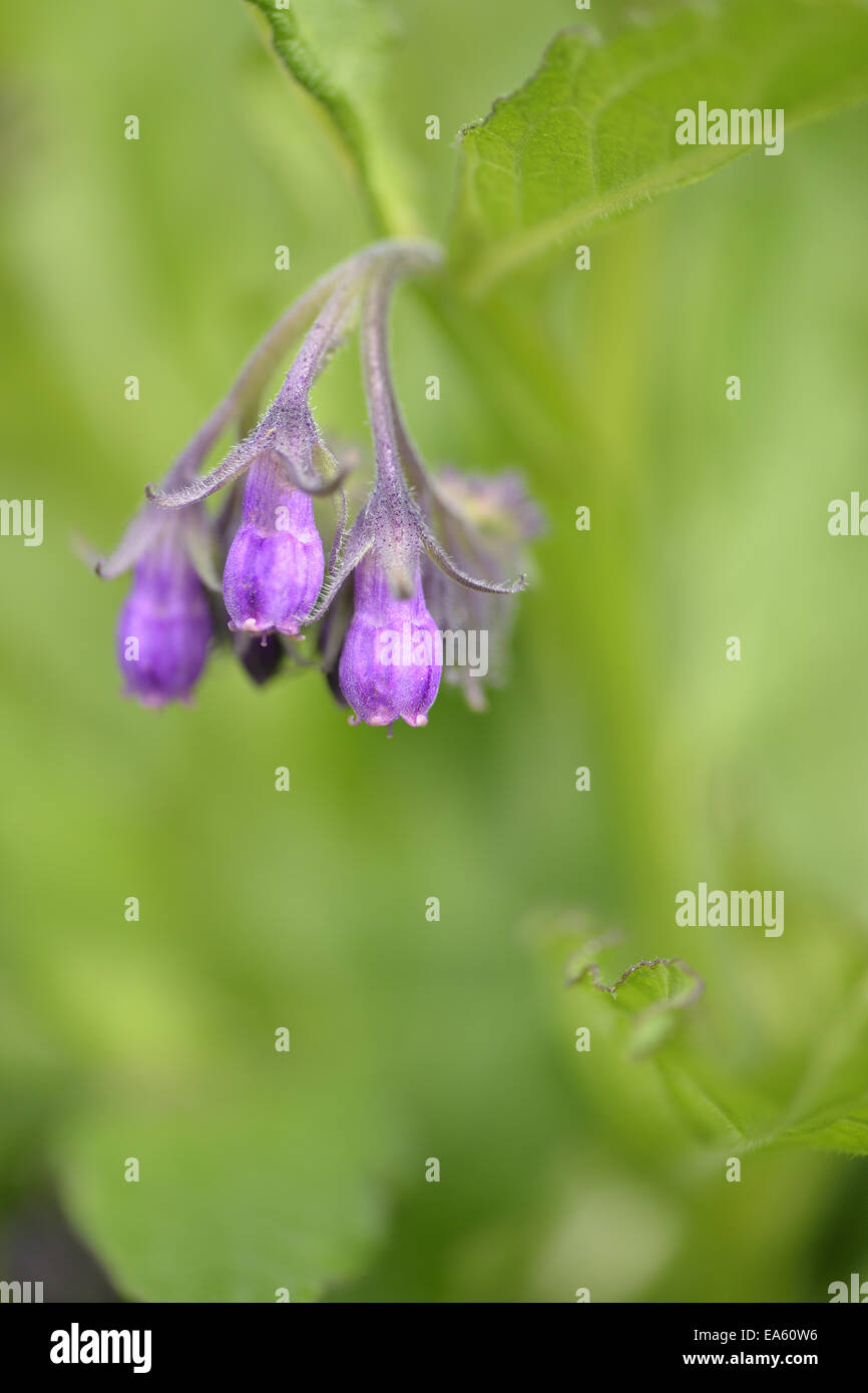 symphytum officinale plants for sale symphytum officinale plants for sale