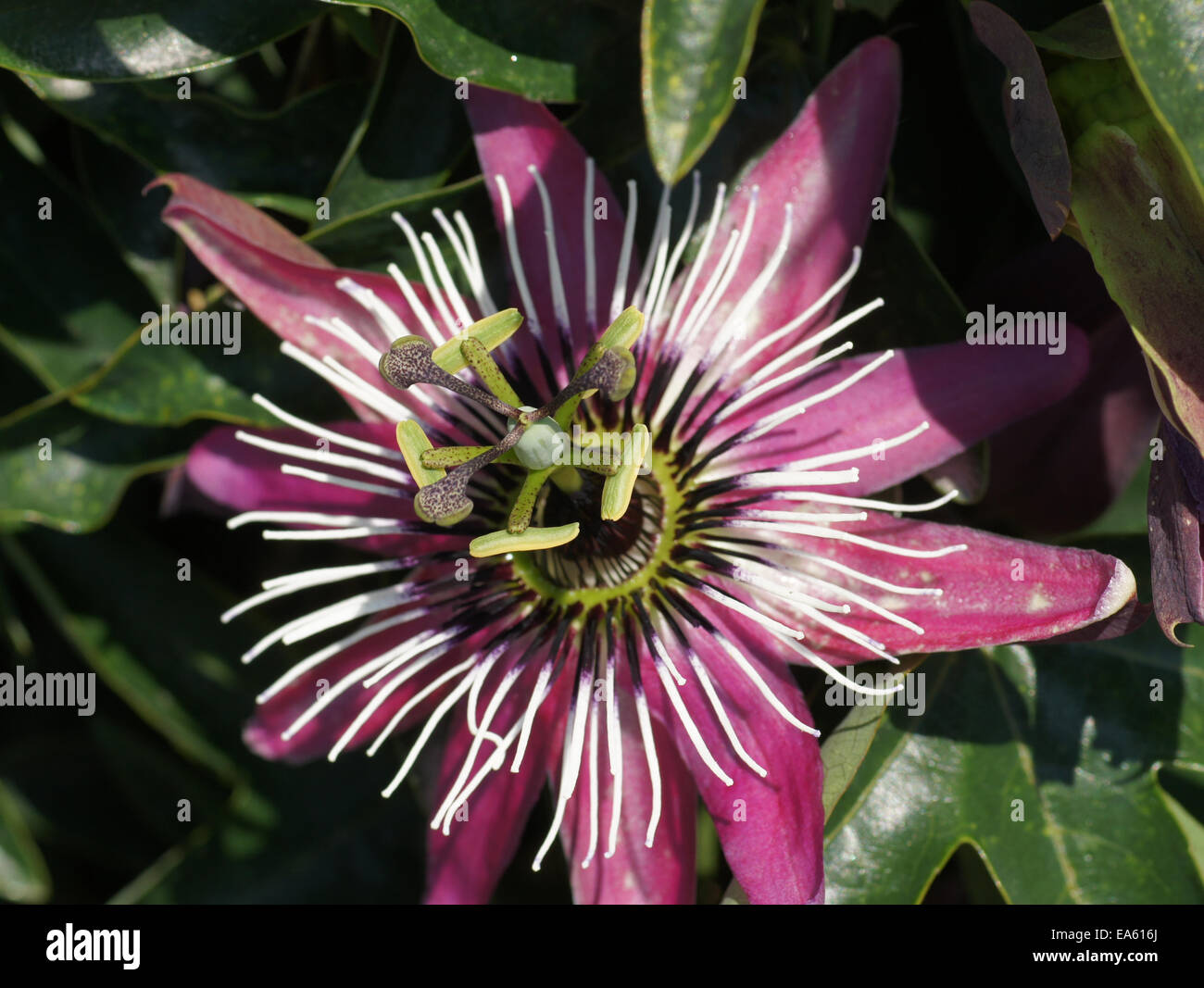 Blue passion flower Stock Photo Alamy