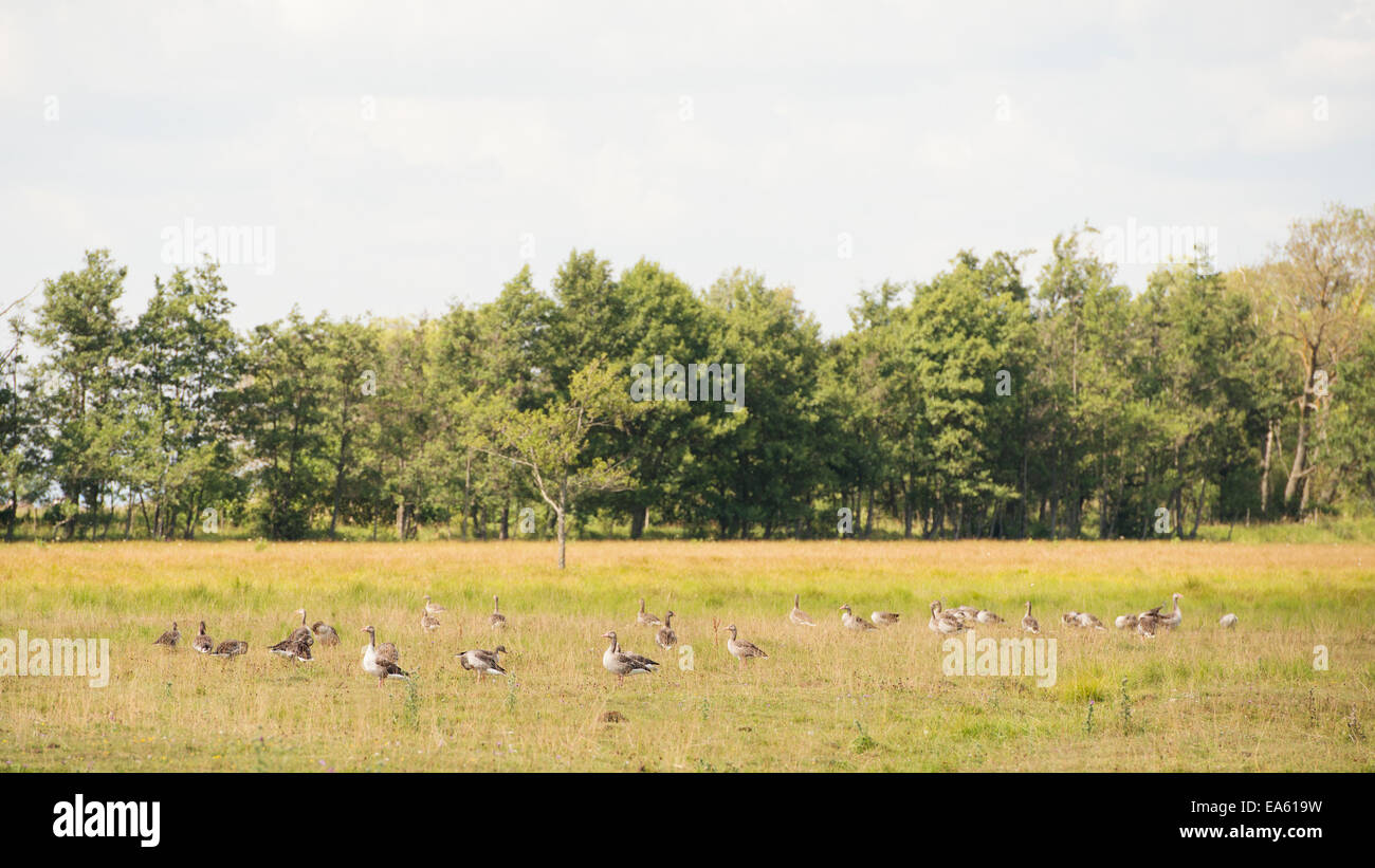Flock of greylag geese sitting in meadow, Sweden Stock Photo