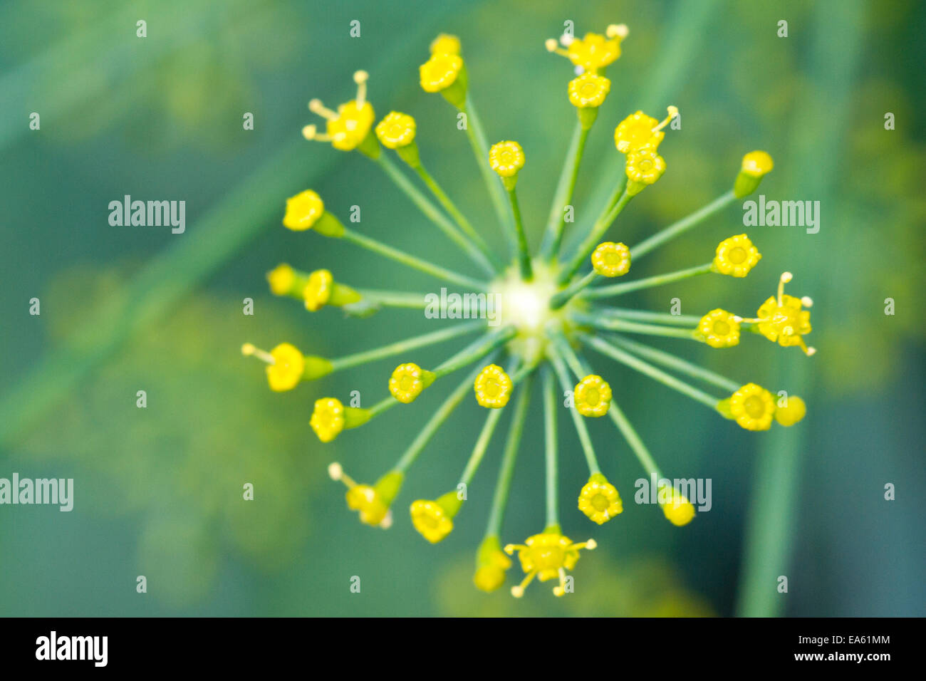 Fresh dill flower close up Stock Photo - Alamy