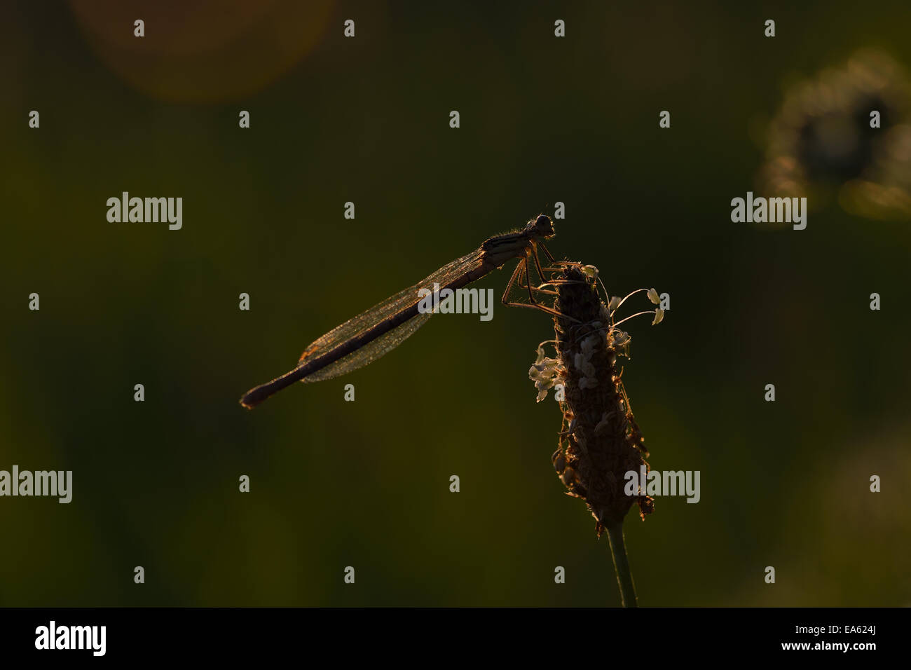 White legged damselflies hi-res stock photography and images - Alamy
