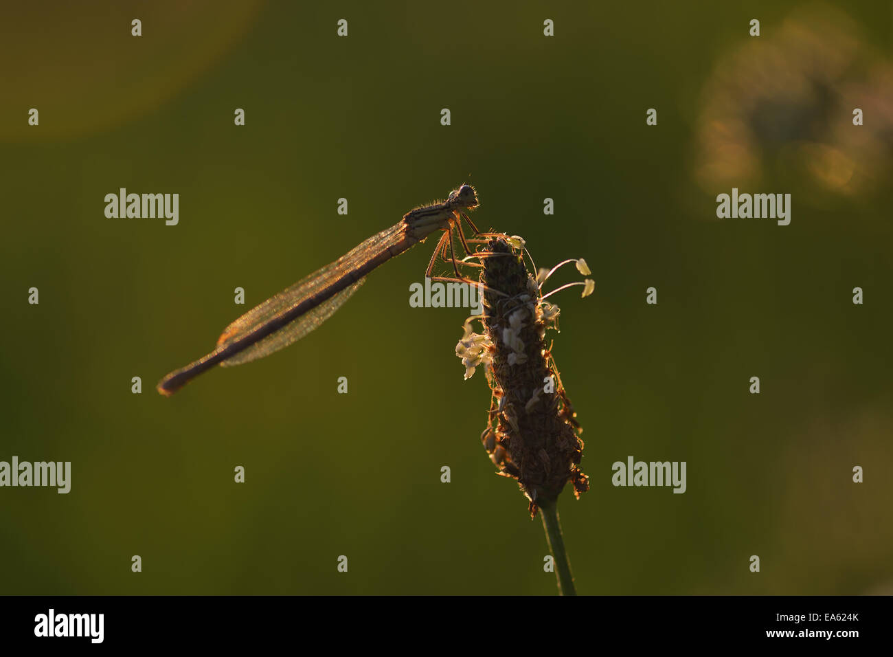 White legged damselflies hi-res stock photography and images - Alamy