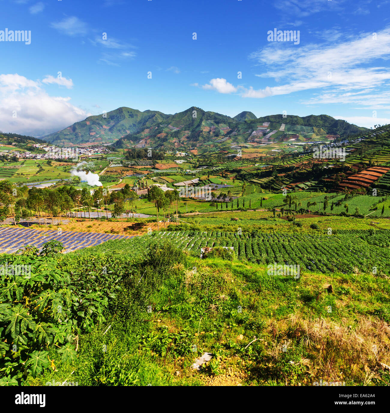 Field in Java Stock Photo - Alamy