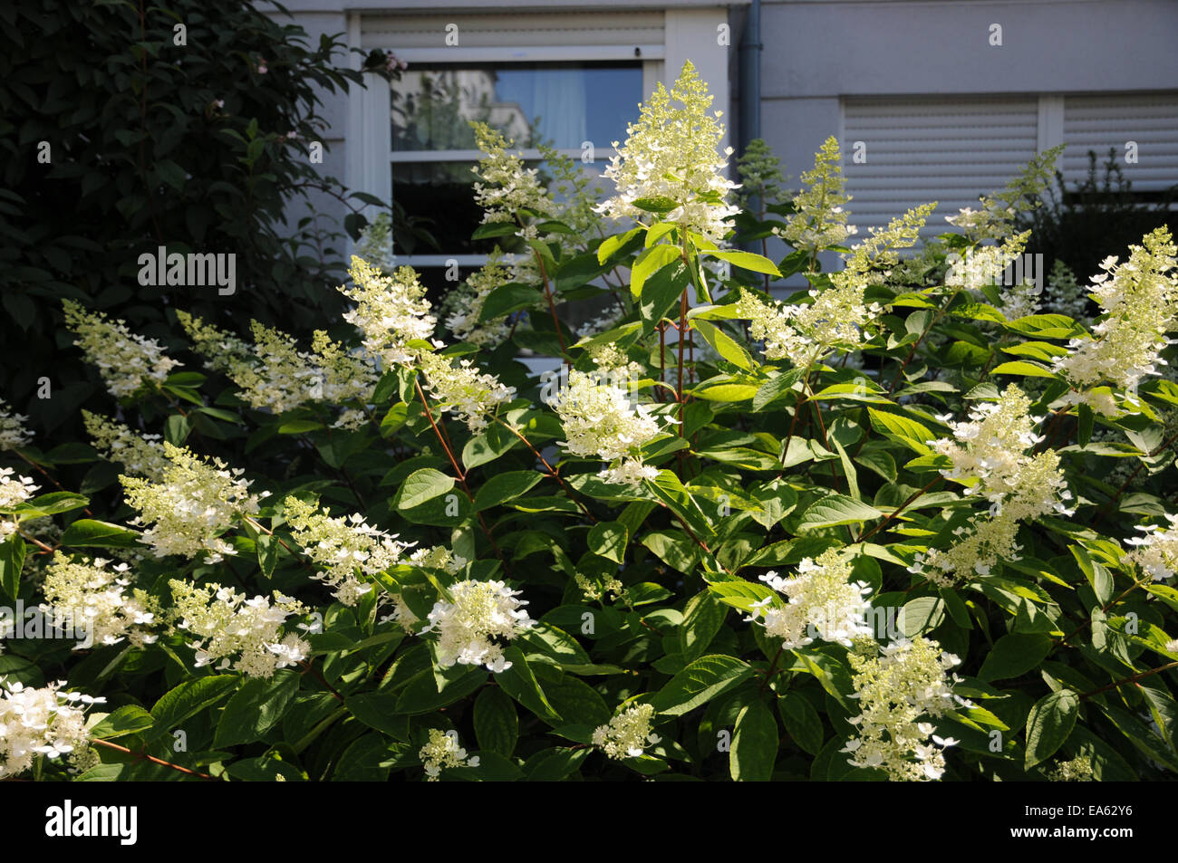 Rispen-Hortensie Hydrangea, Hortensie, hortensia paniculata Kyushu Stock  Photo - Alamy