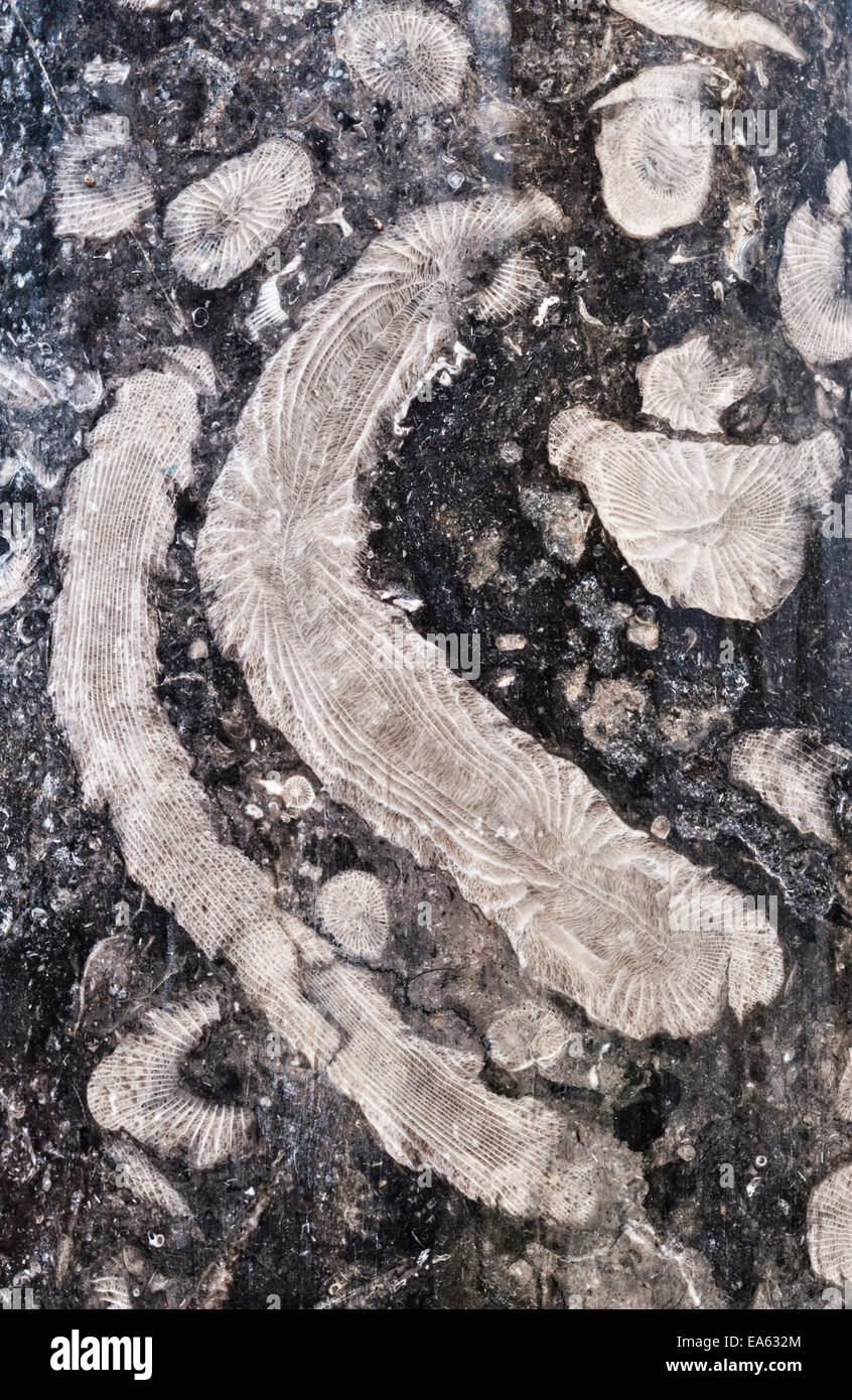 Fossils in a stone pillar made from Frosterley marble, a black limestone containing fossil corals from the Carboniferous era Stock Photo
