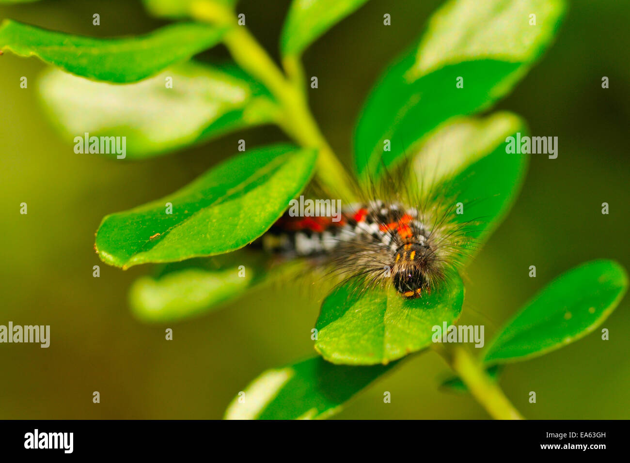 Yellow-tail Stock Photo