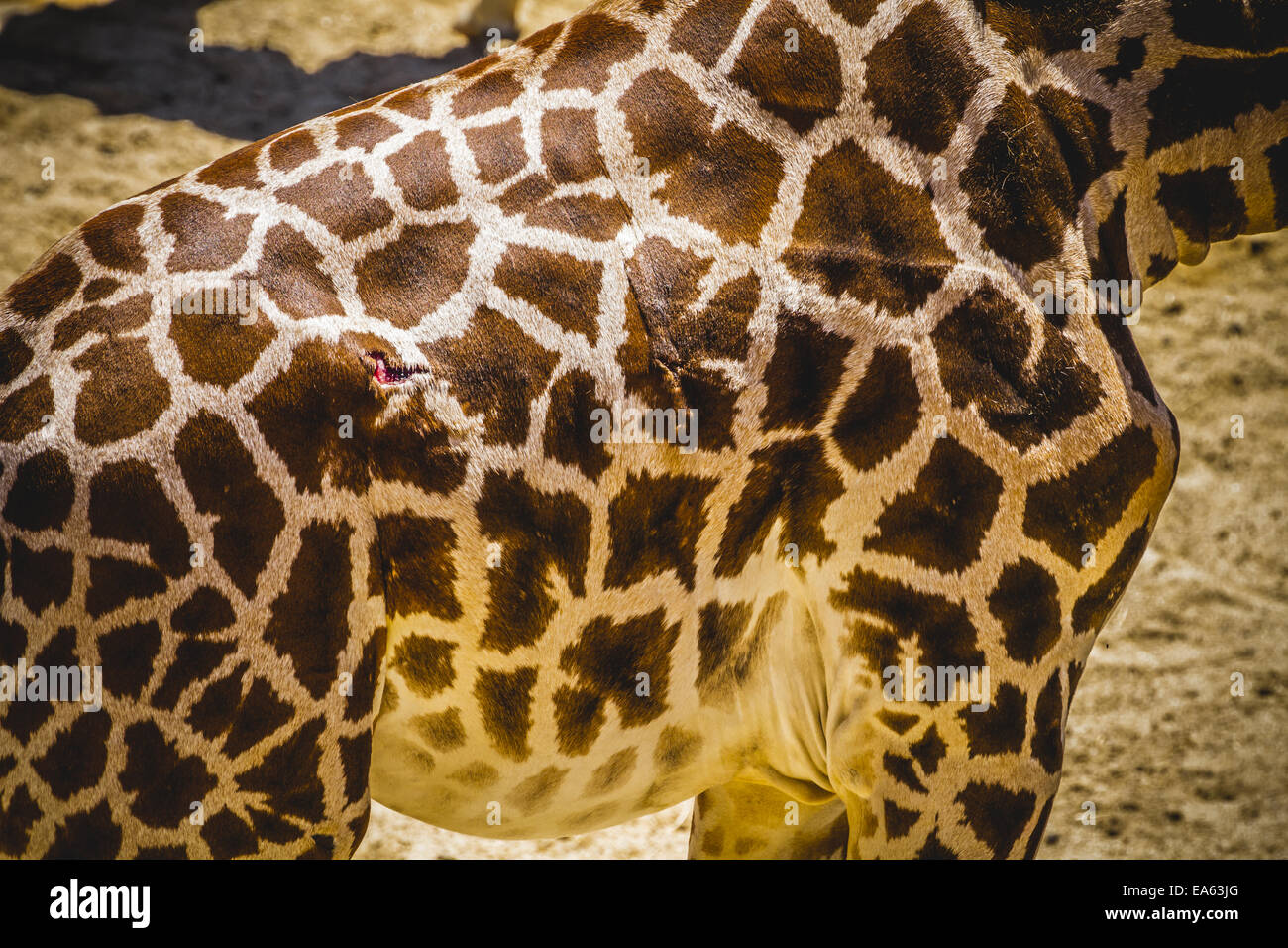 skin, beautiful giraffe in a zoo park Stock Photo
