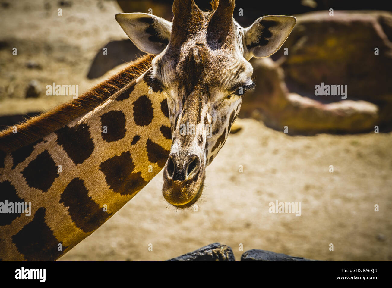 giraffa, beautiful giraffe in a zoo park Stock Photo