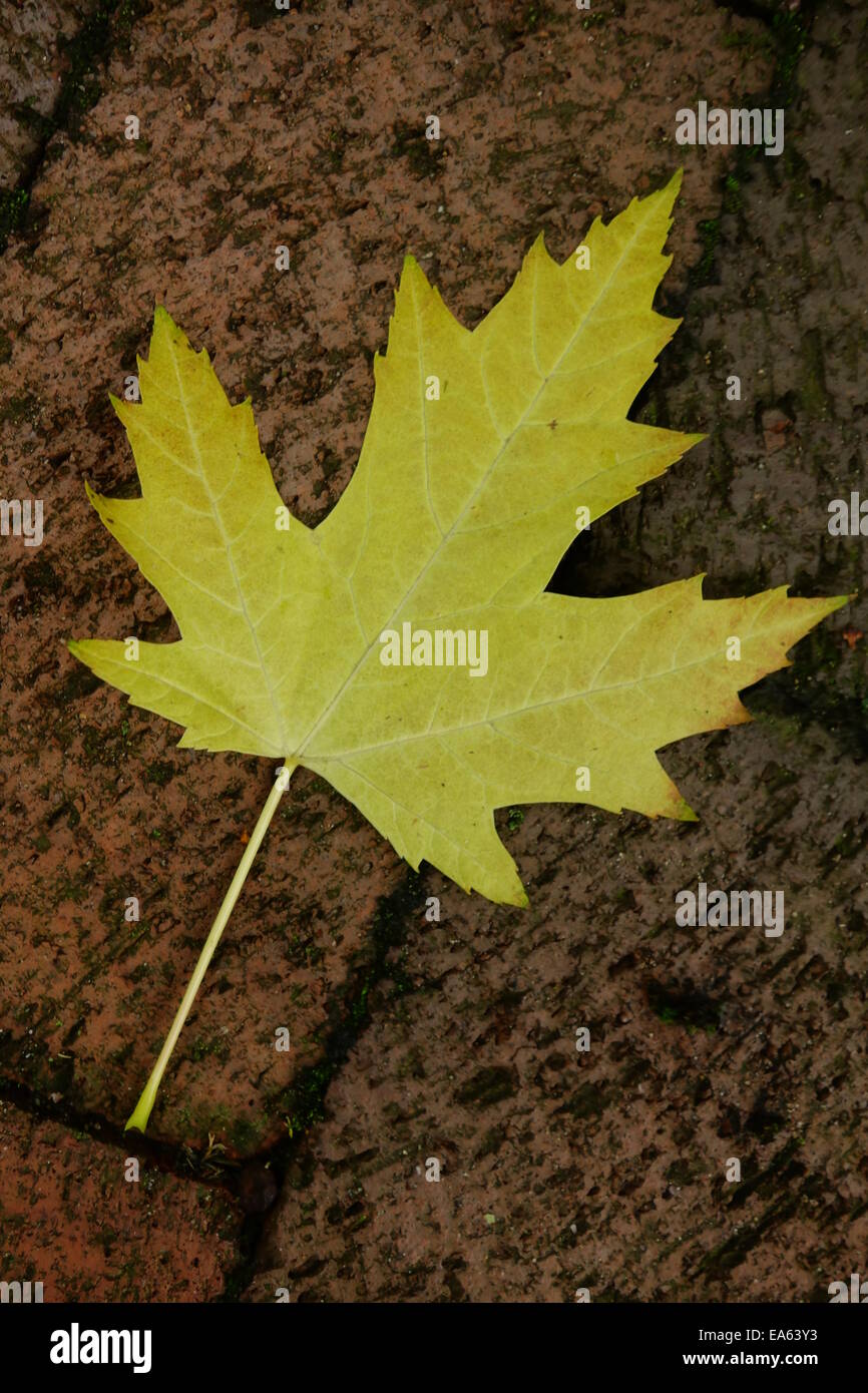 Yellow Sycamore Leaf Stock Photo Alamy