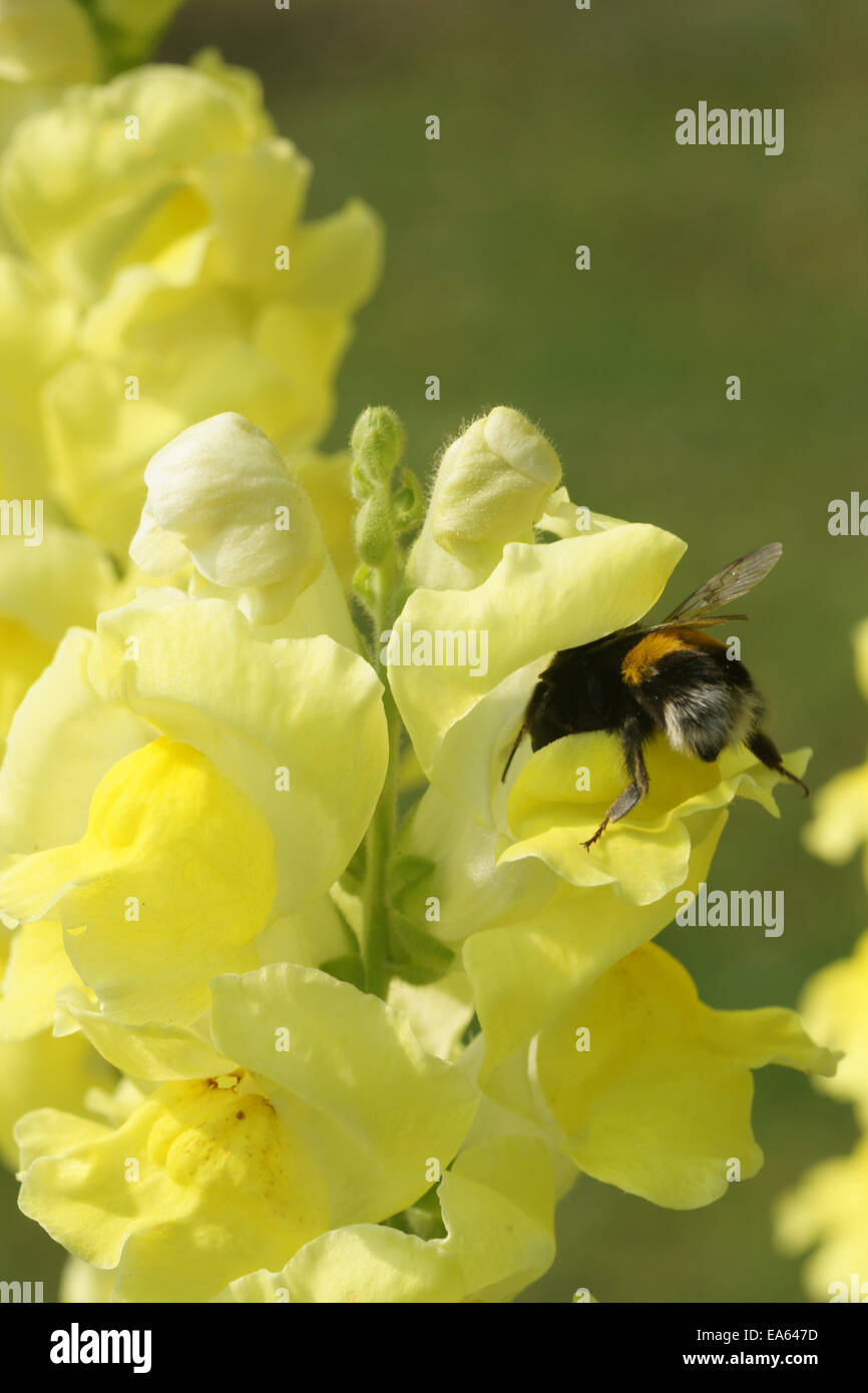 Snapdragon bee hires stock photography and images Alamy