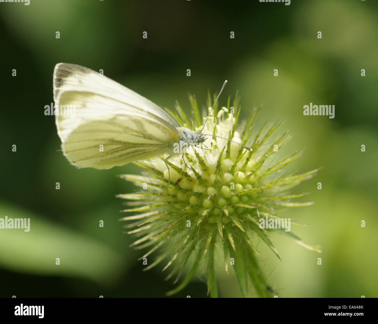 Small Teasel Behaarte staude hi-res stock photography and images - Alamy