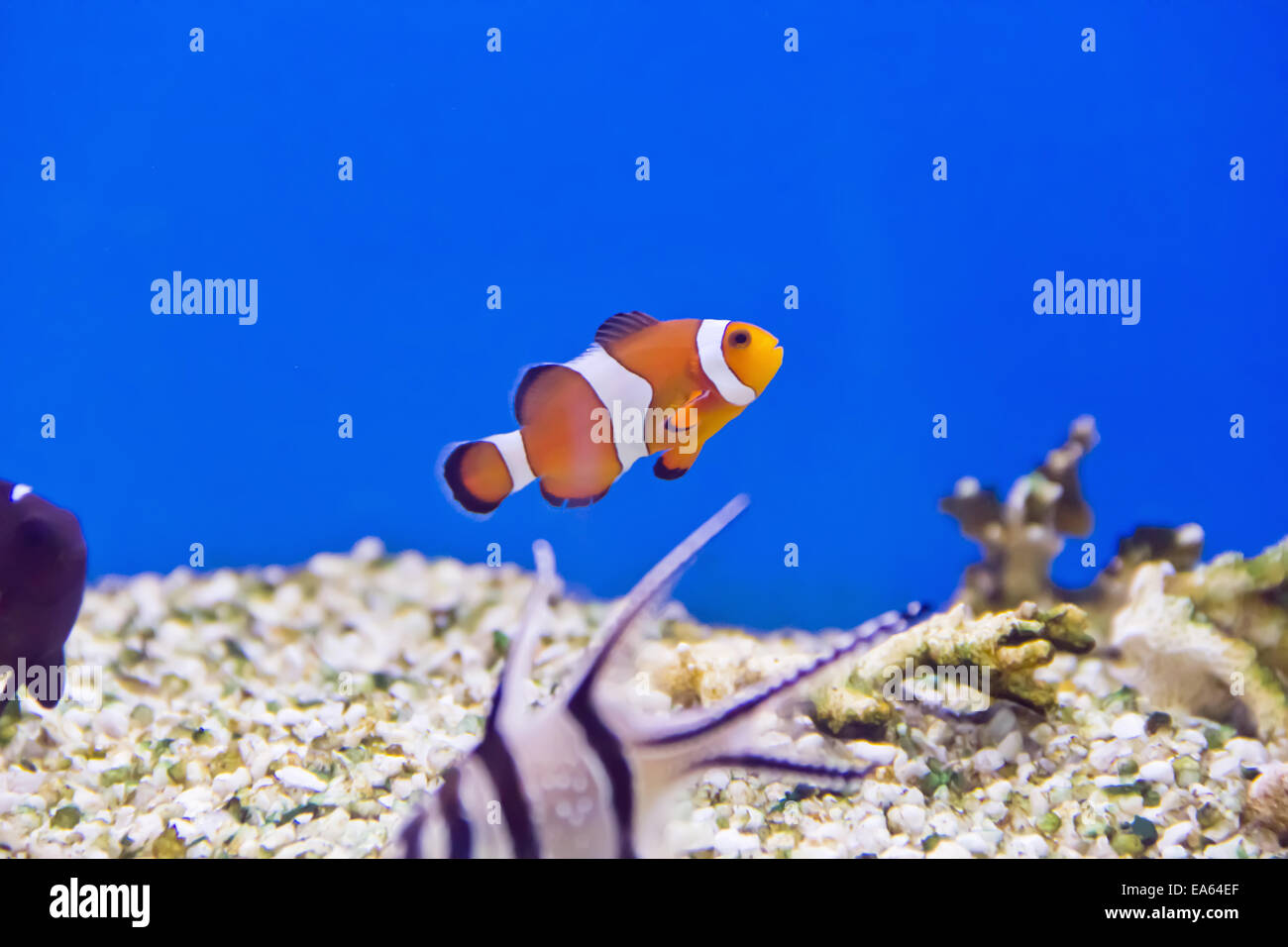 Clown fish Stock Photo